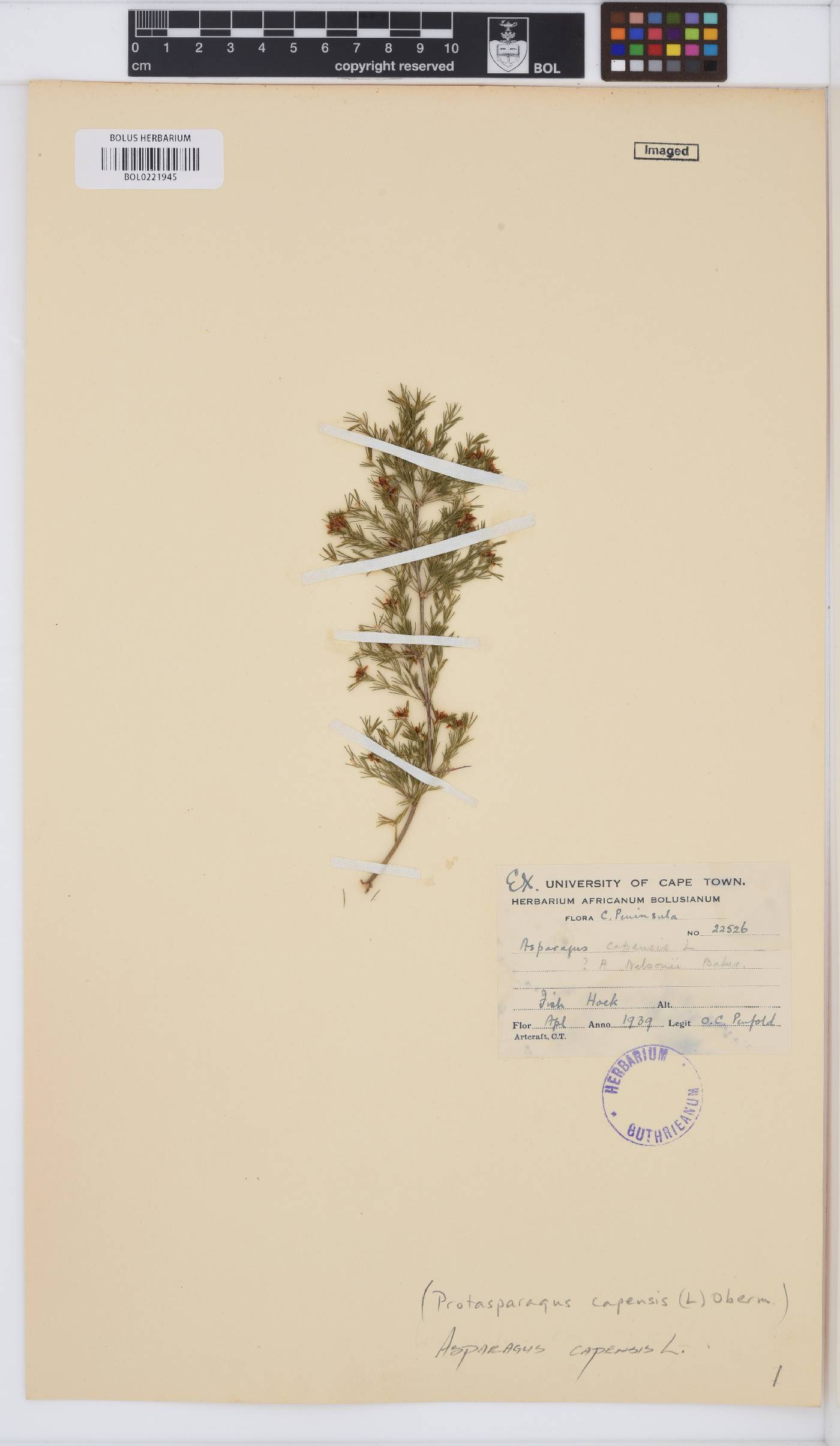 Asparagus capensis image