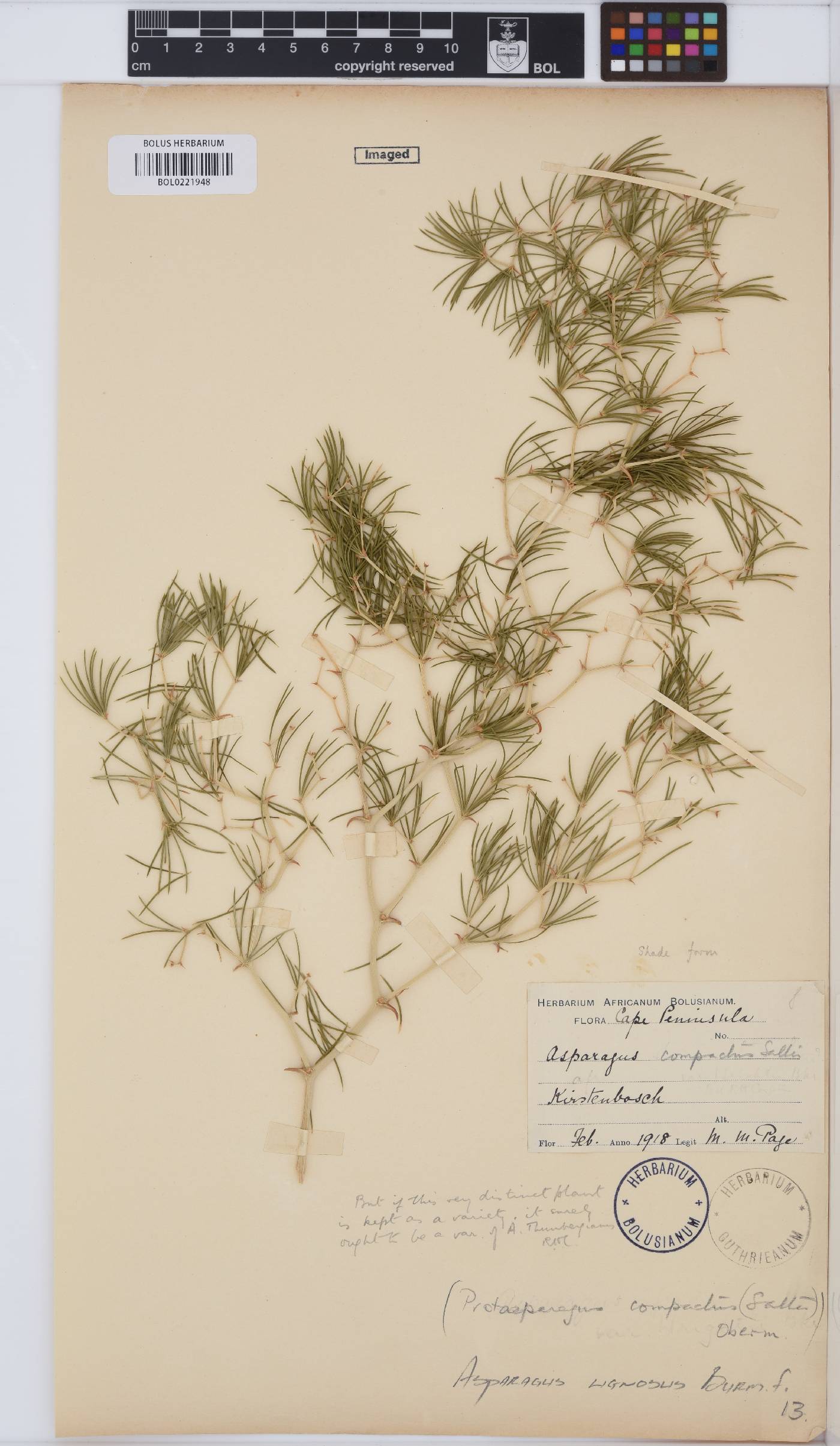 Asparagus lignosus image