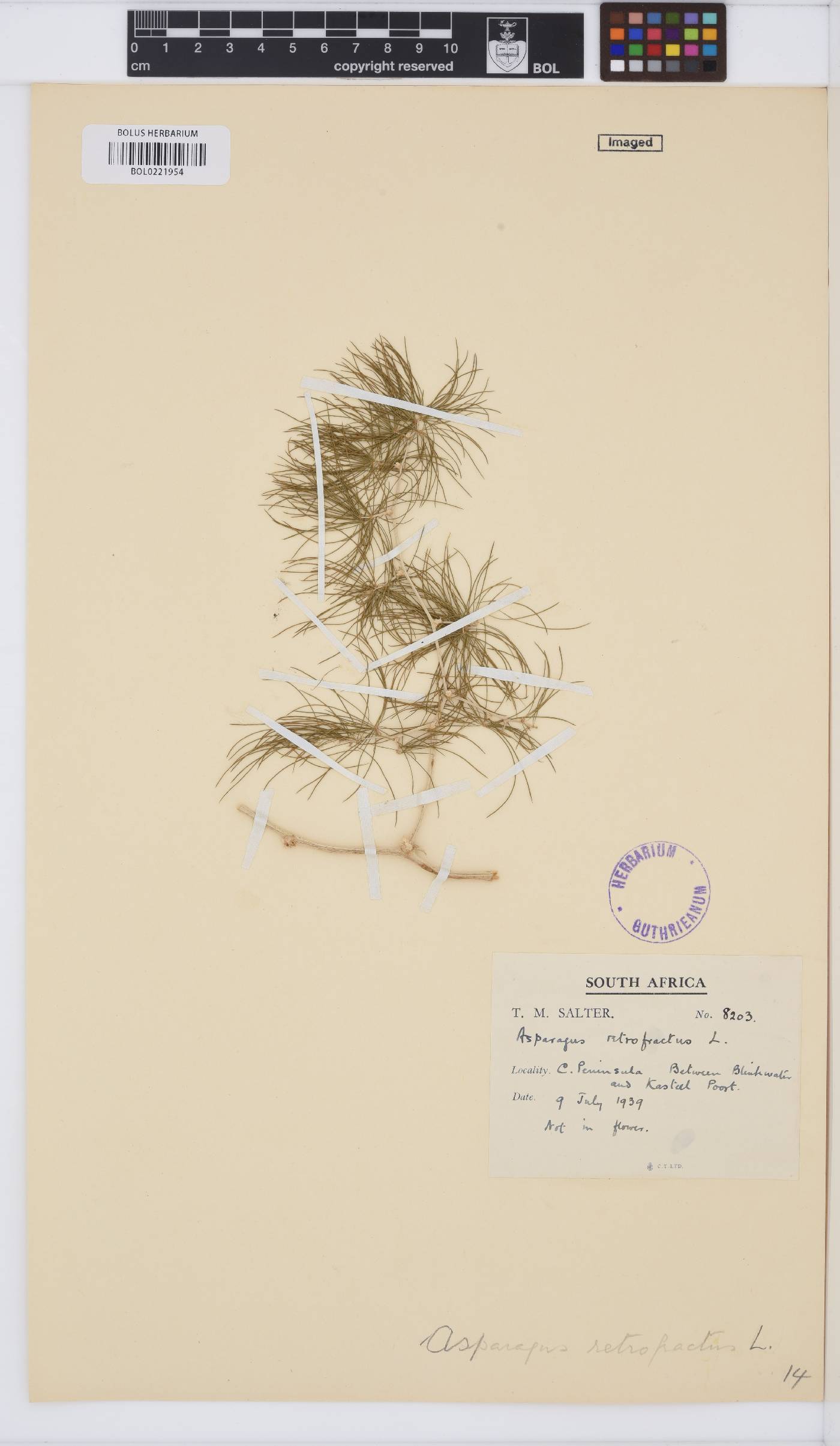 Asparagus retrofractus image