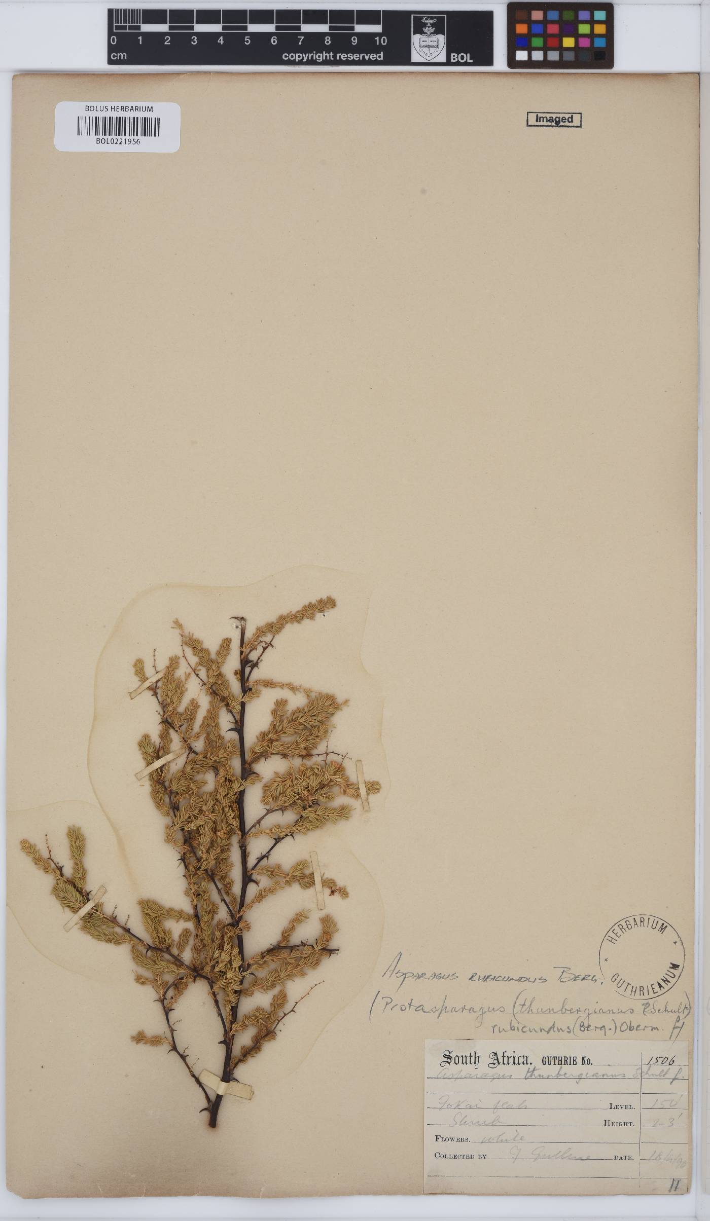 Asparagus rubicundus image