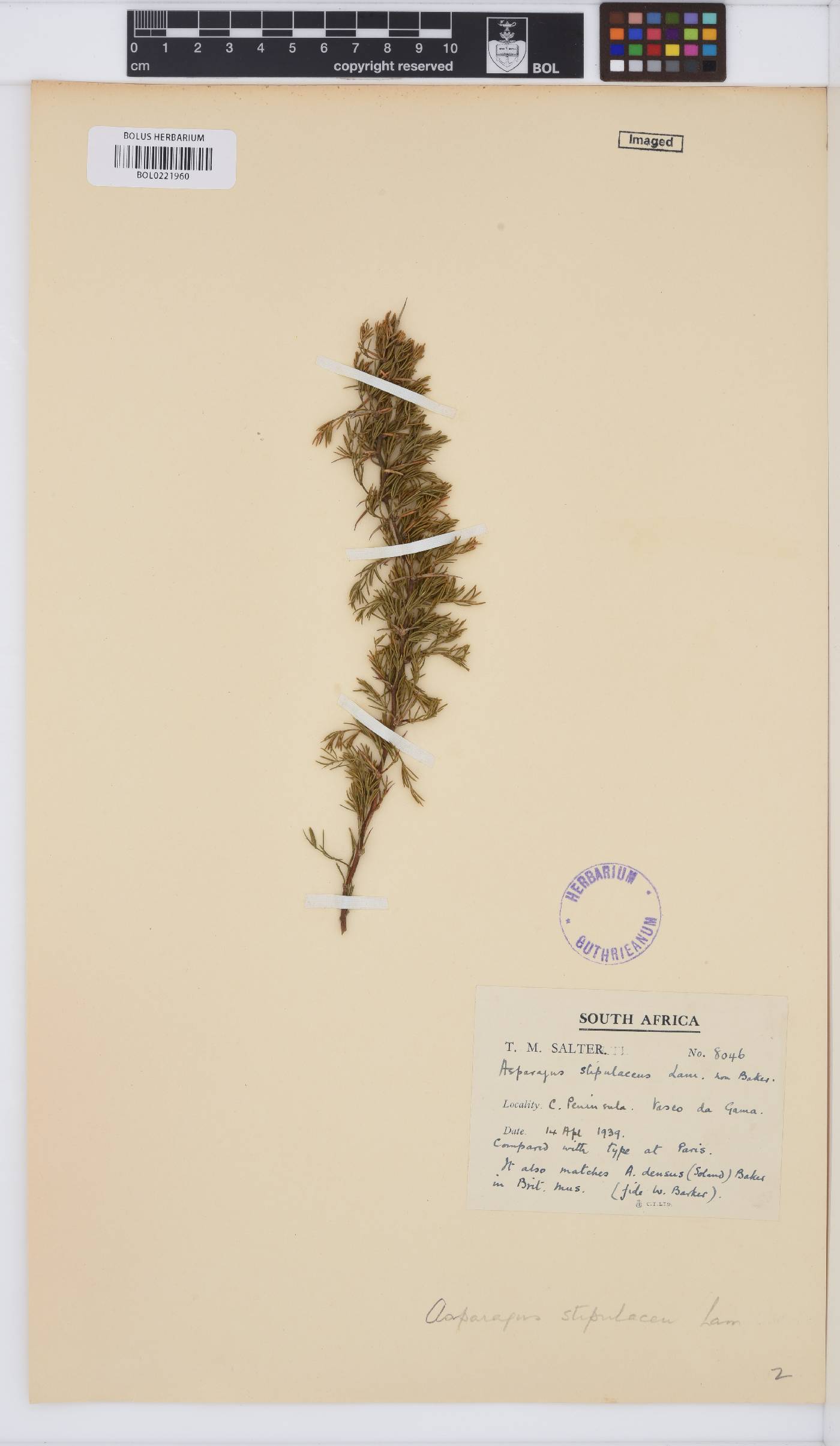 Asparagus stipulaceus image