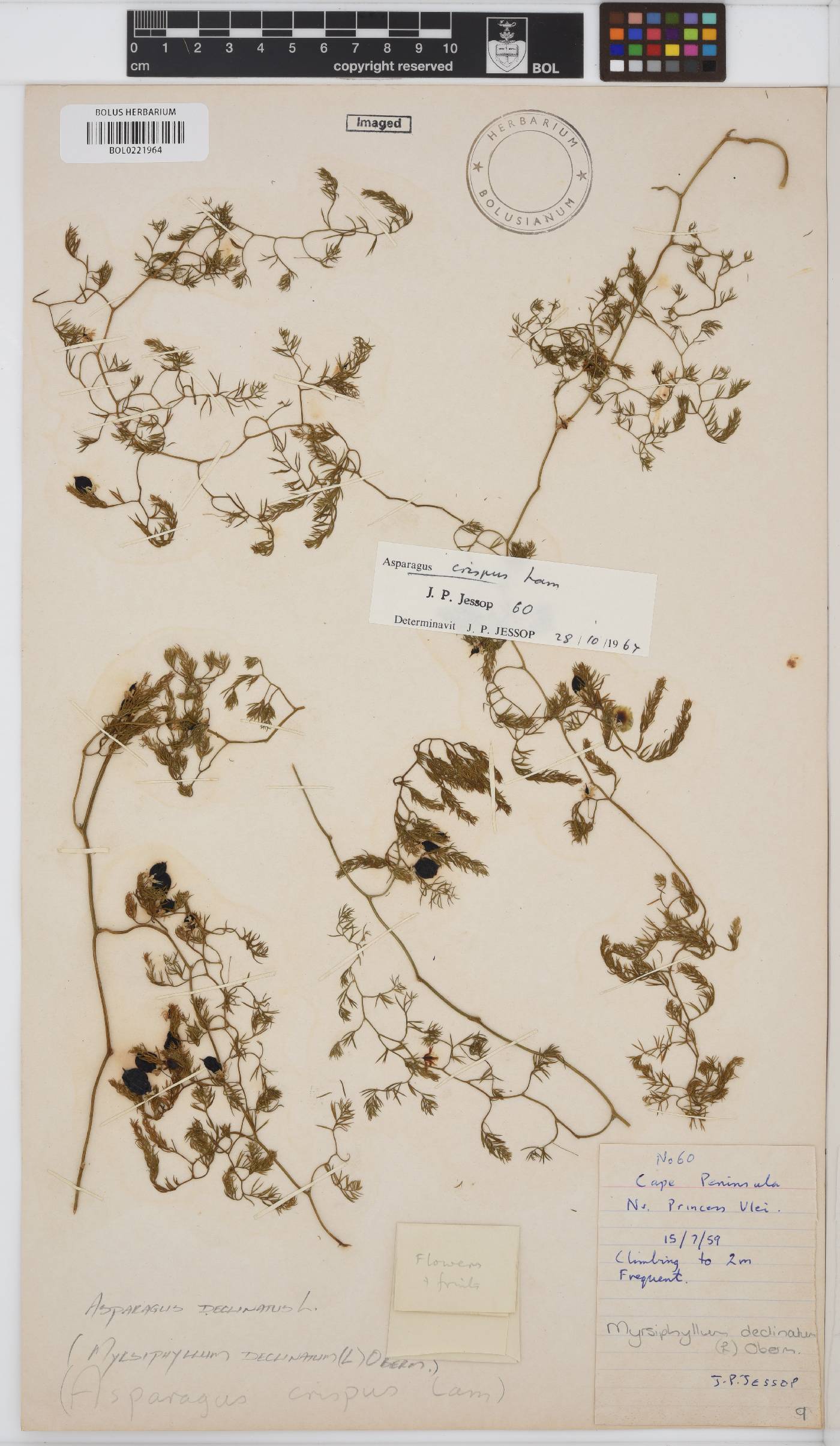 Asparagus declinatus image