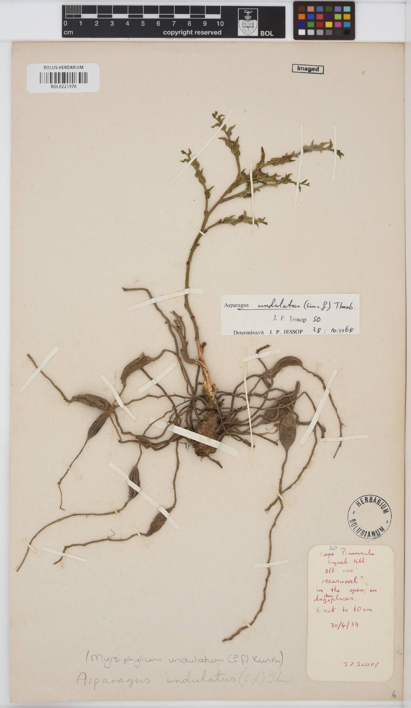 Asparagus undulatus image