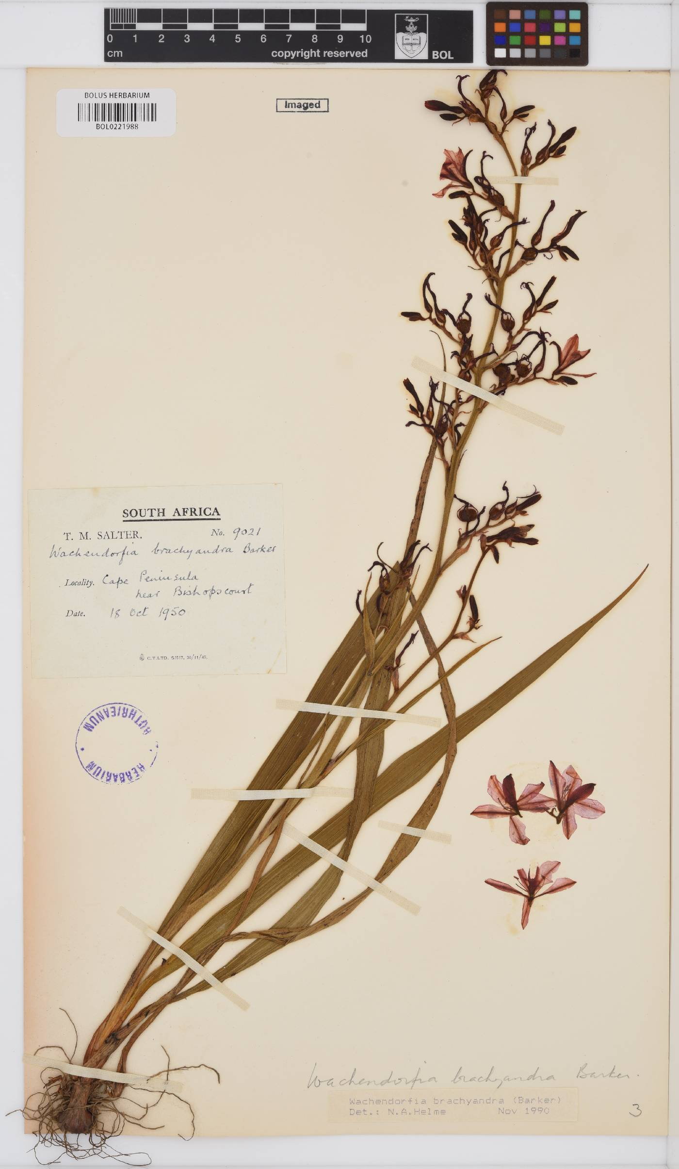 Wachendorfia brachyandra image