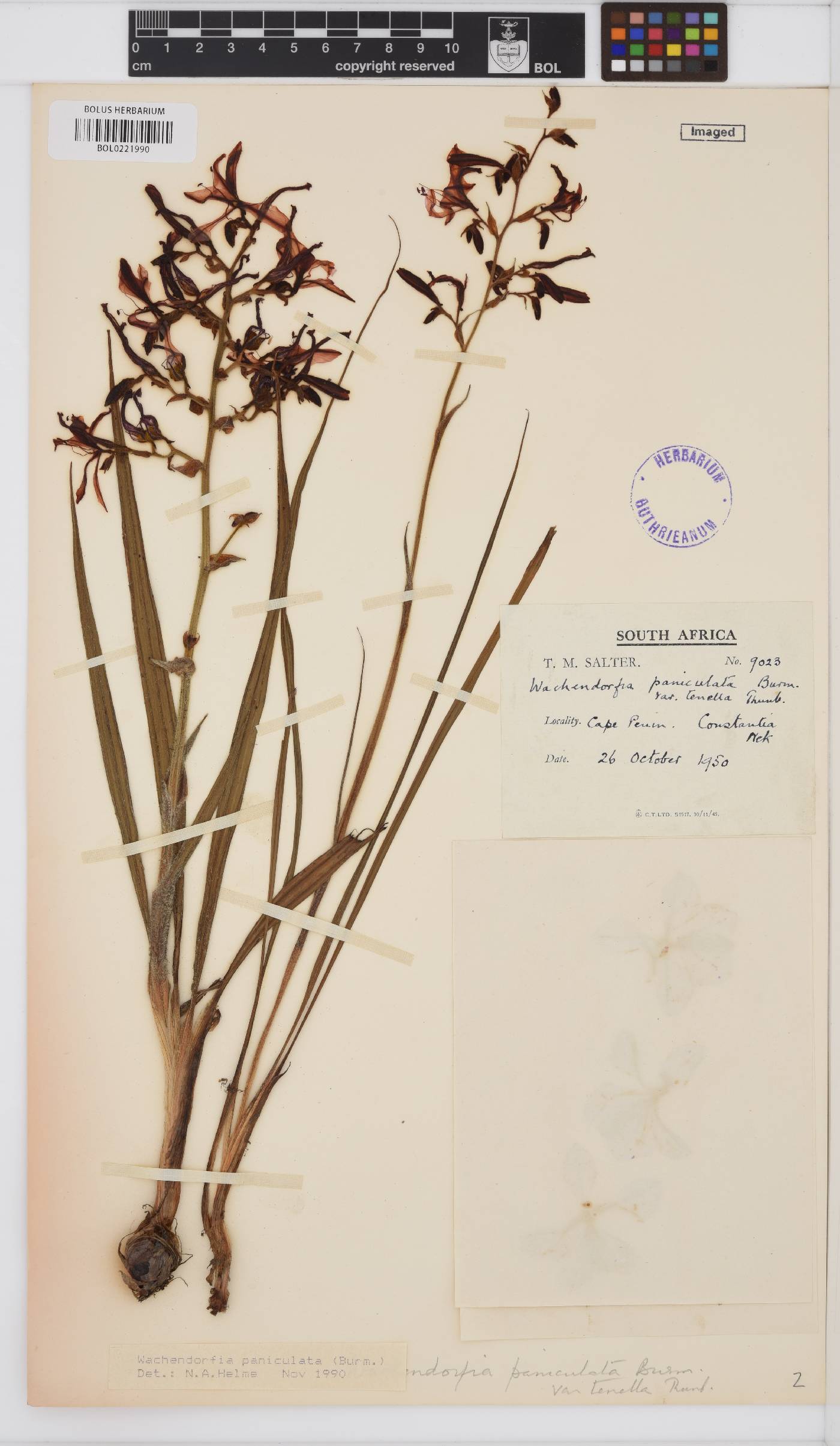 Wachendorfia paniculata image