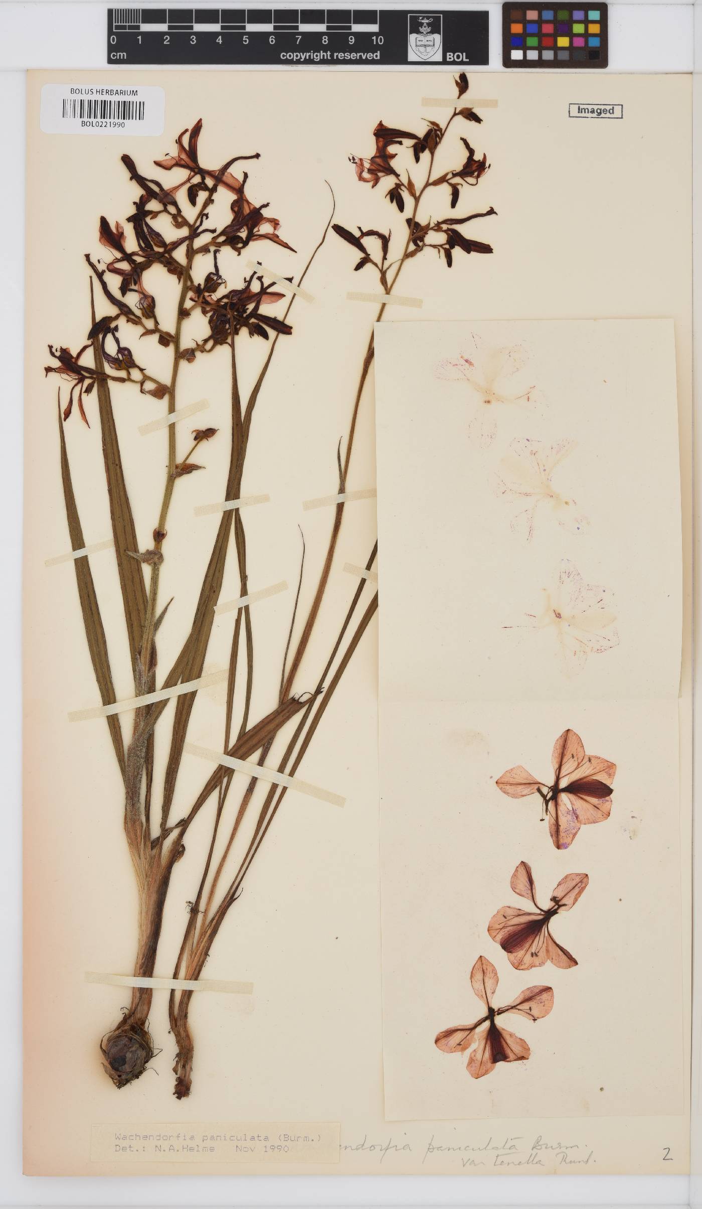 Wachendorfia paniculata image