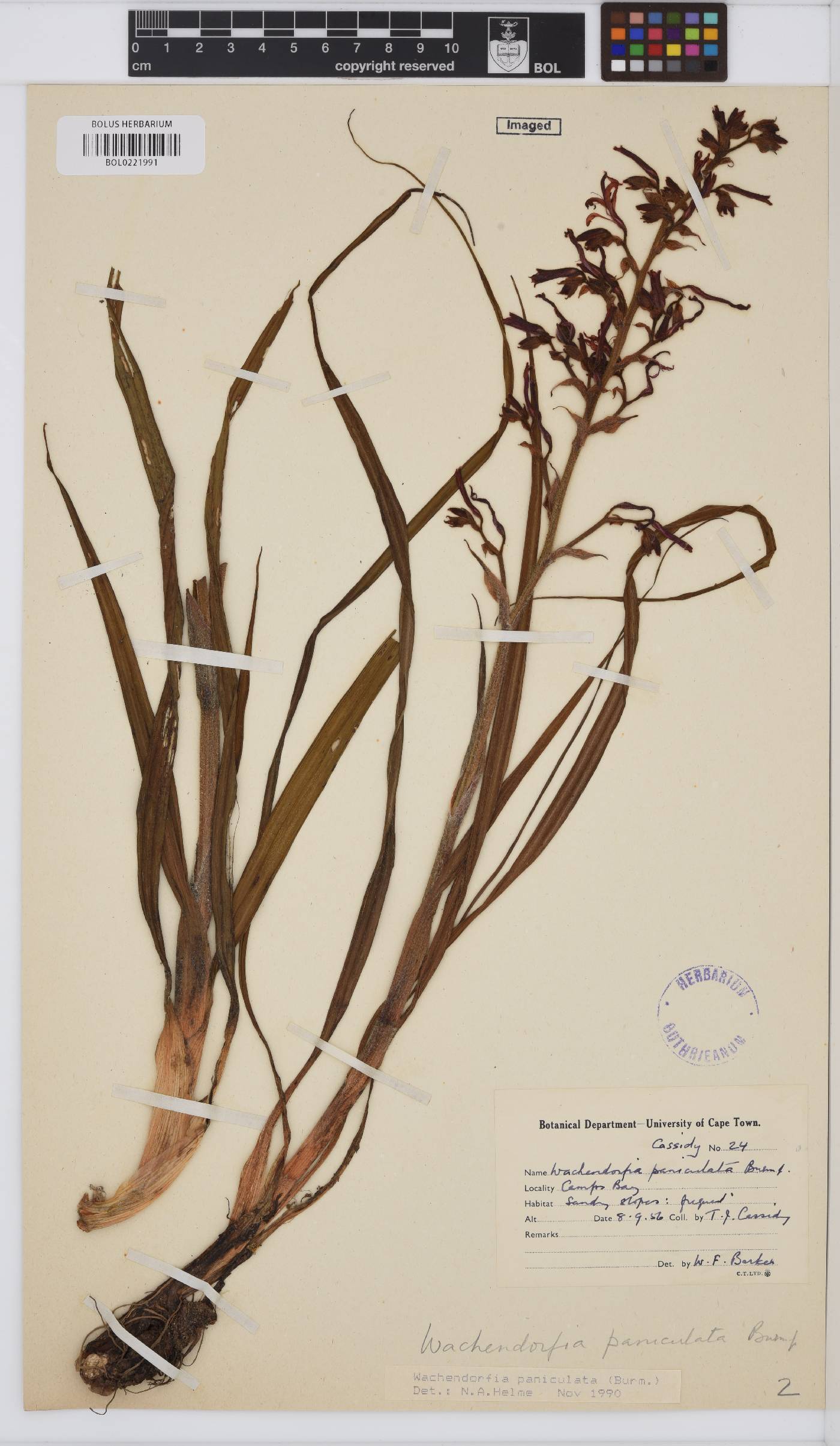 Wachendorfia paniculata image