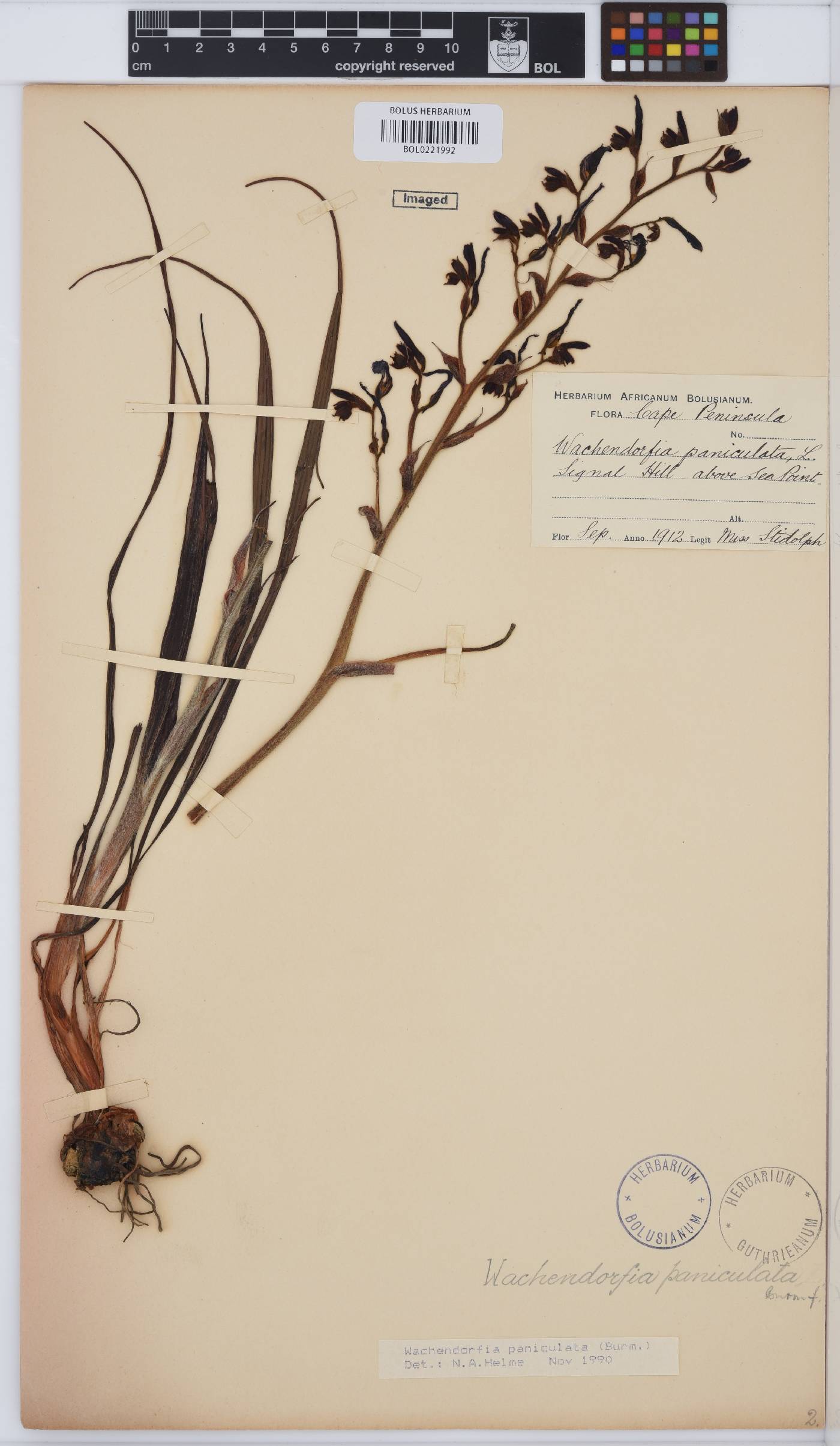 Wachendorfia paniculata image