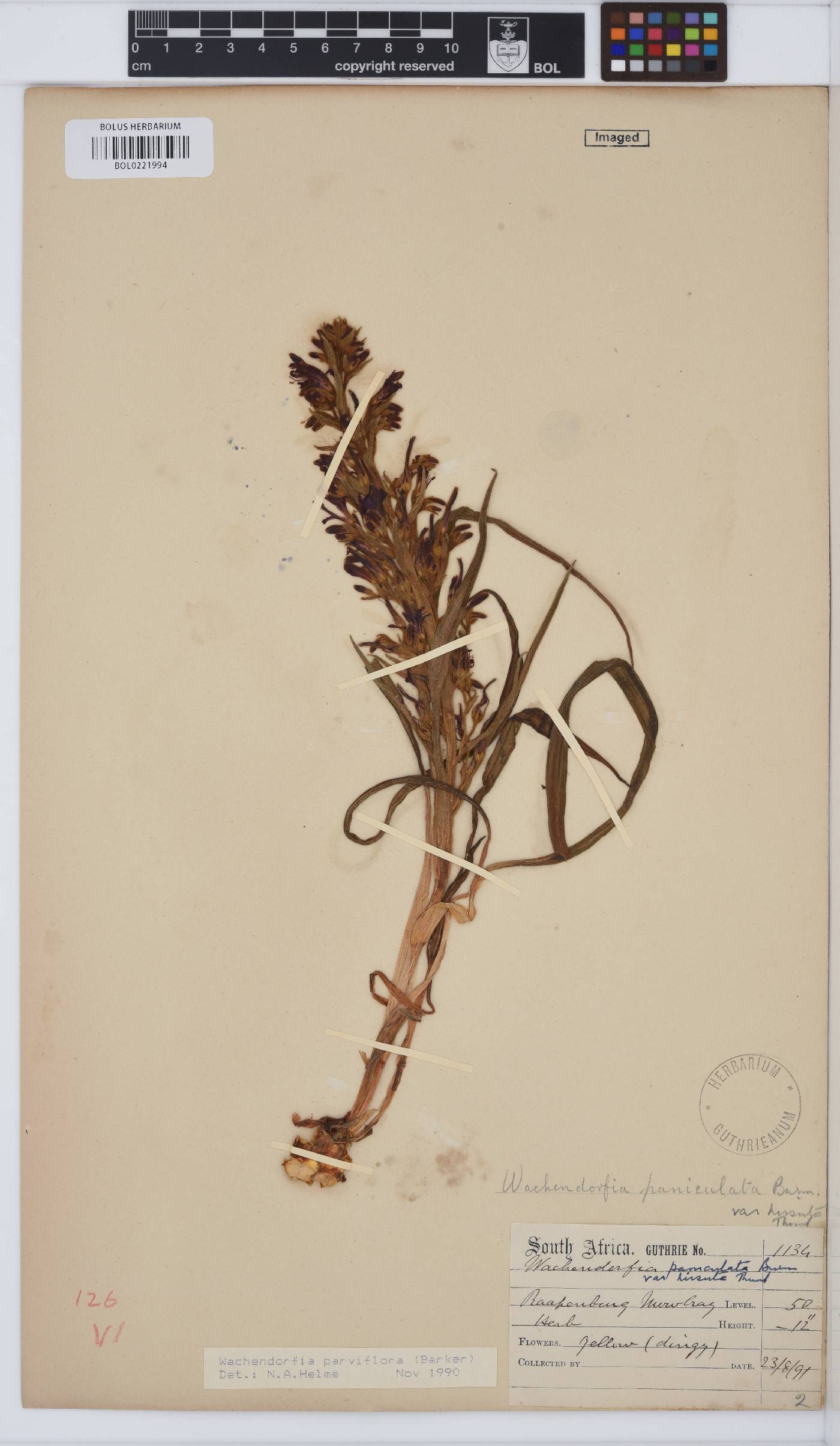 Wachendorfia multiflora image