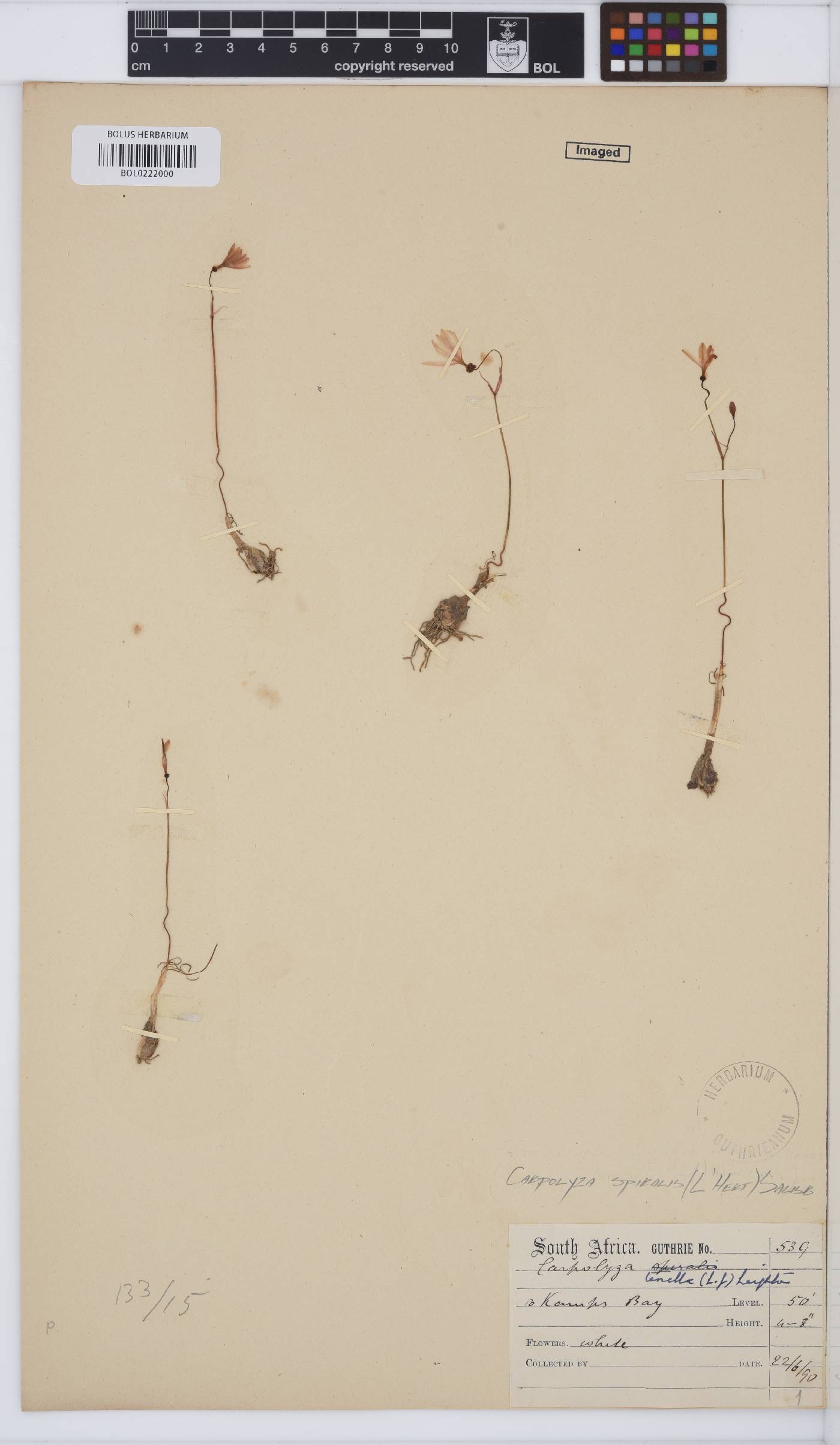 Amaryllidaceae image