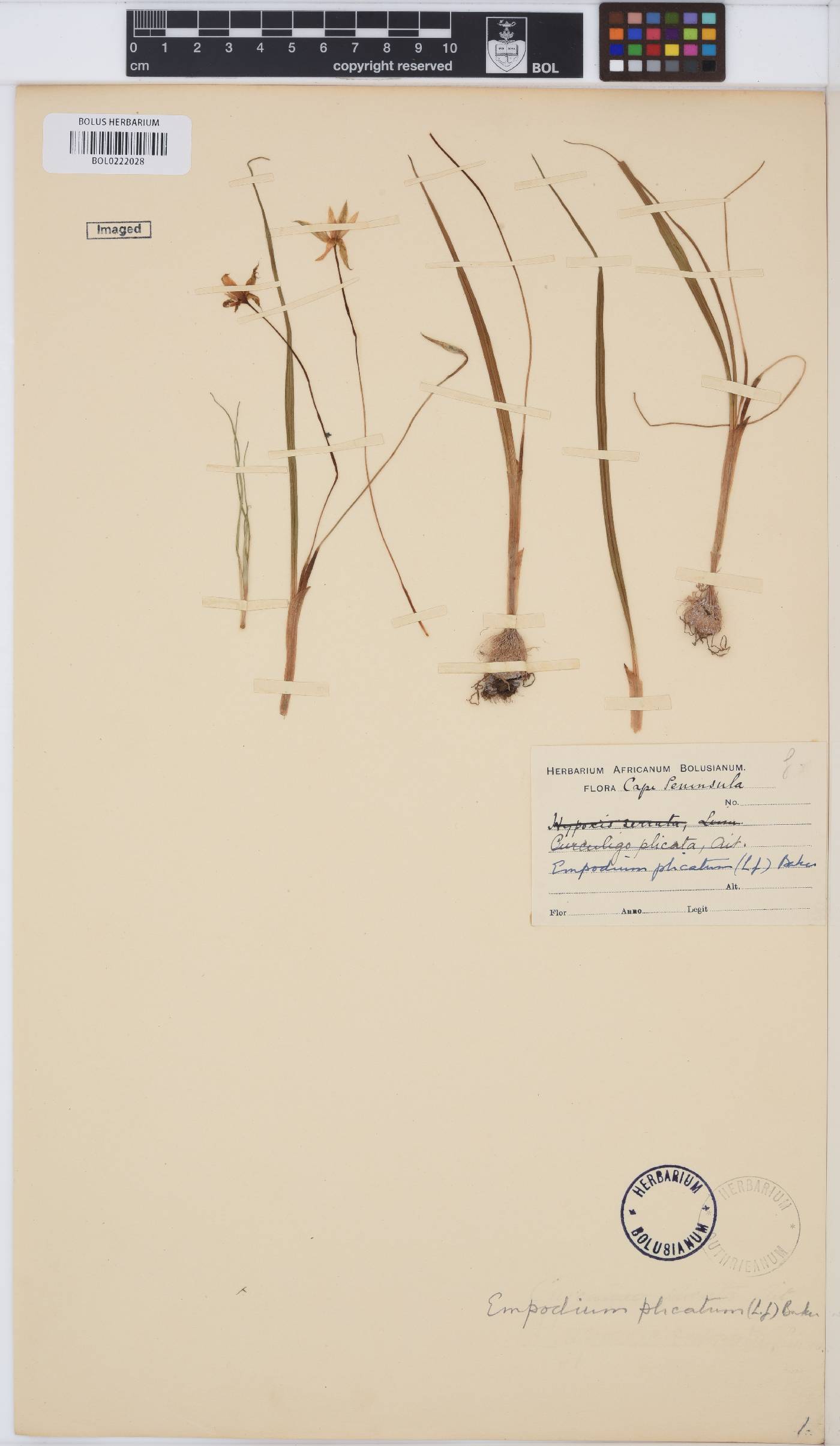 Empodium plicatum image