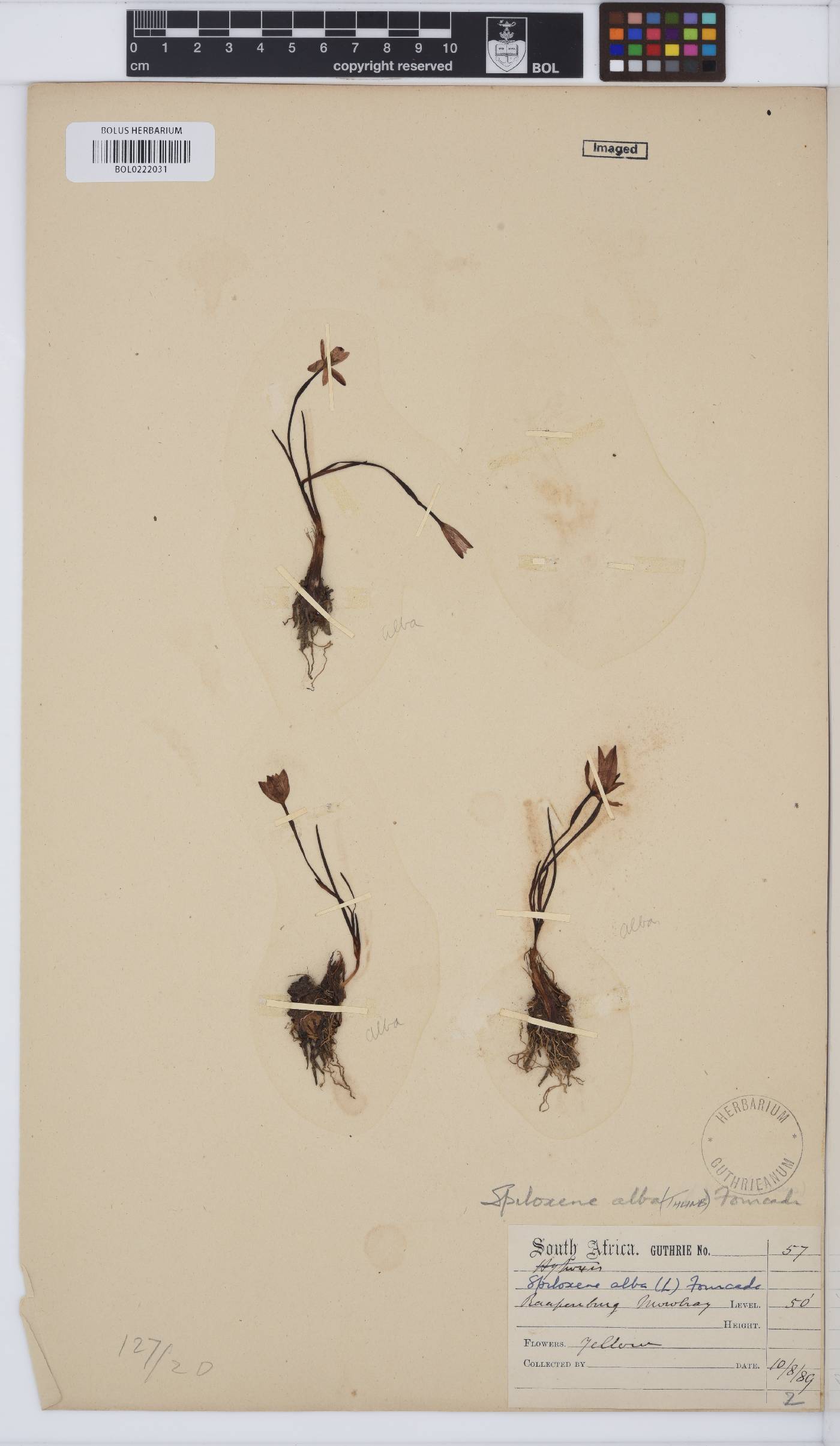 Pauridia alba image