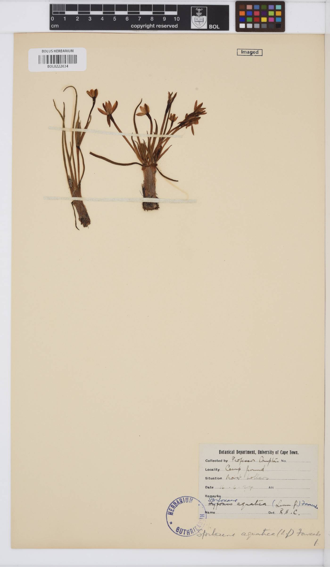Pauridia aquatica image