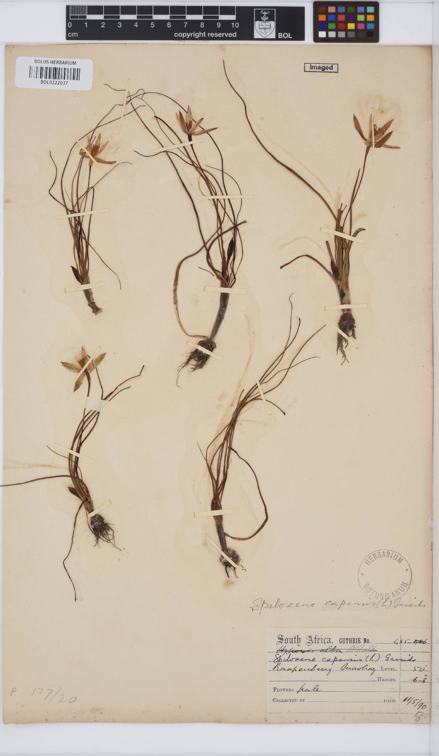 Pauridia capensis image