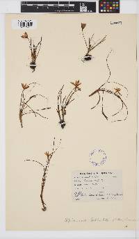 Pauridia affinis image