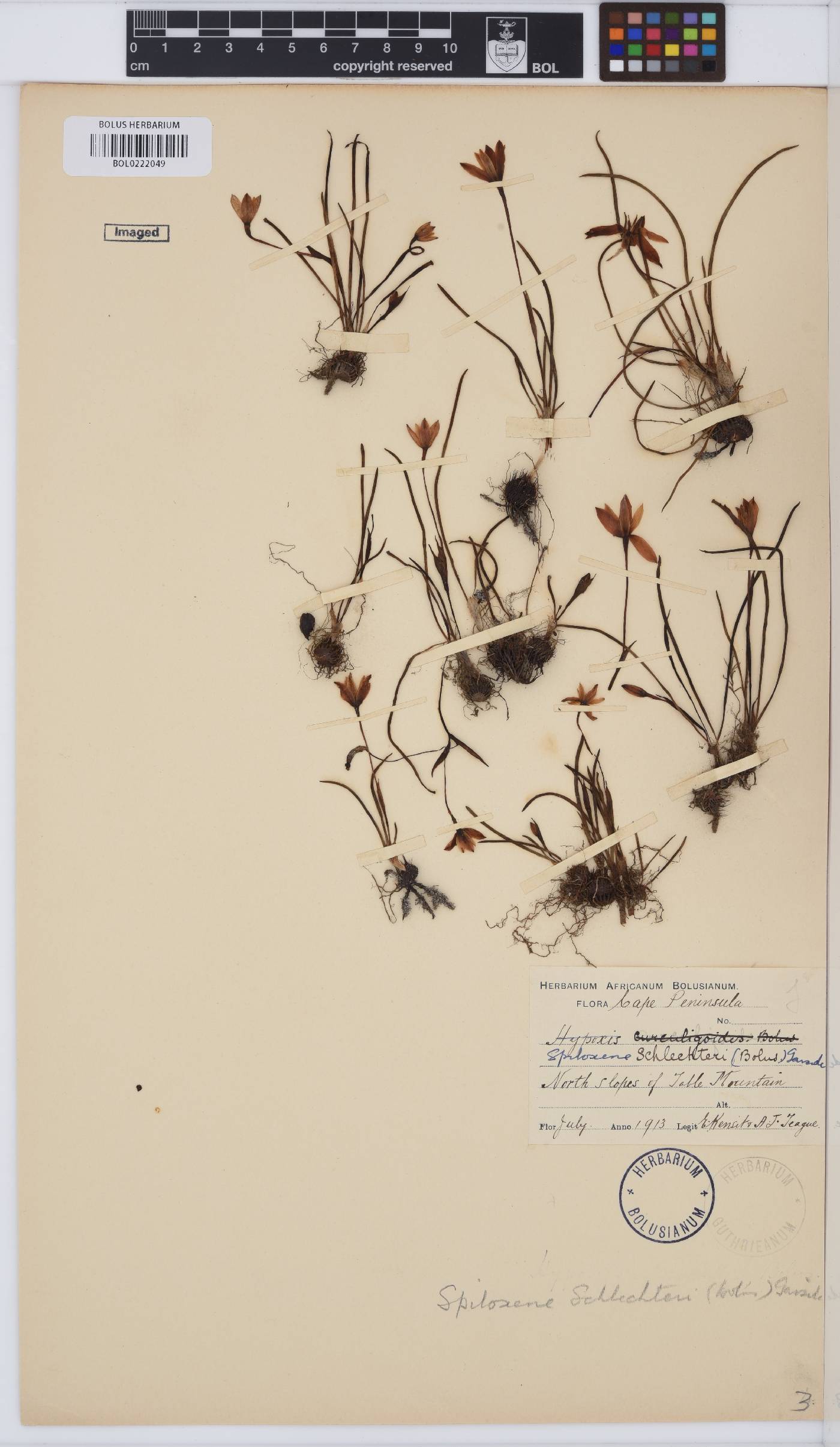 Pauridia affinis image