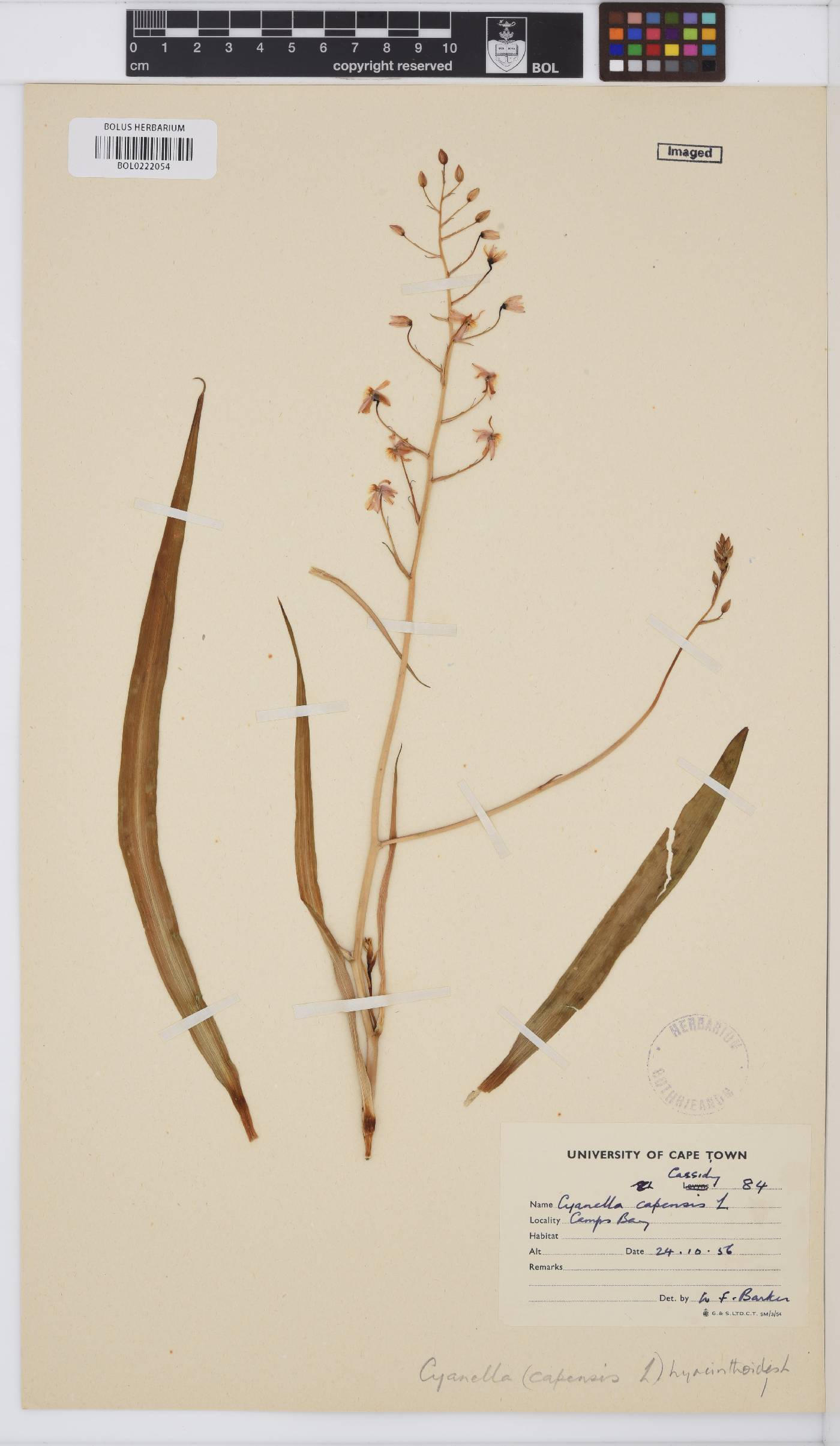 Cyanella hyacinthoides image