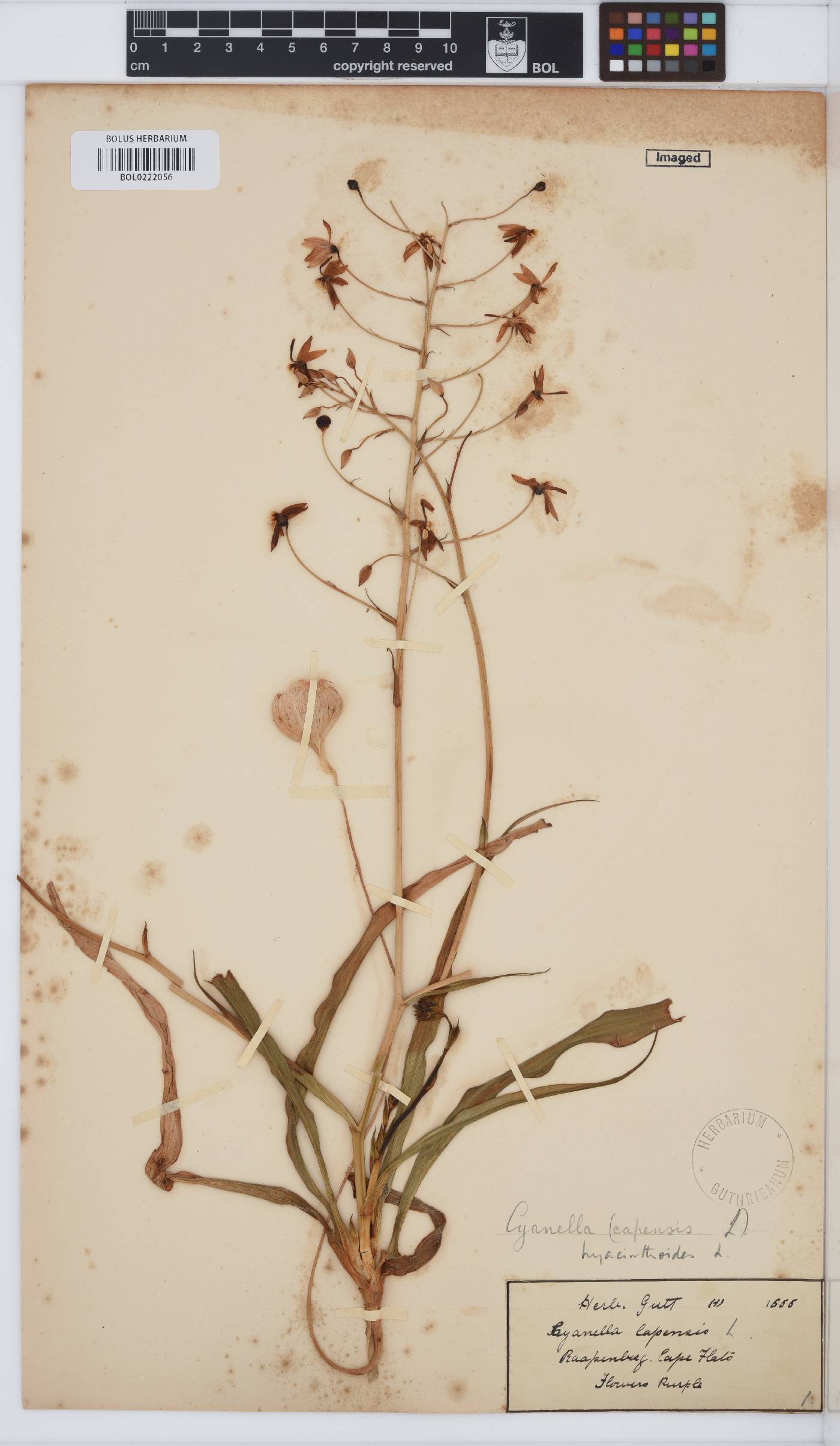 Cyanella hyacinthoides image