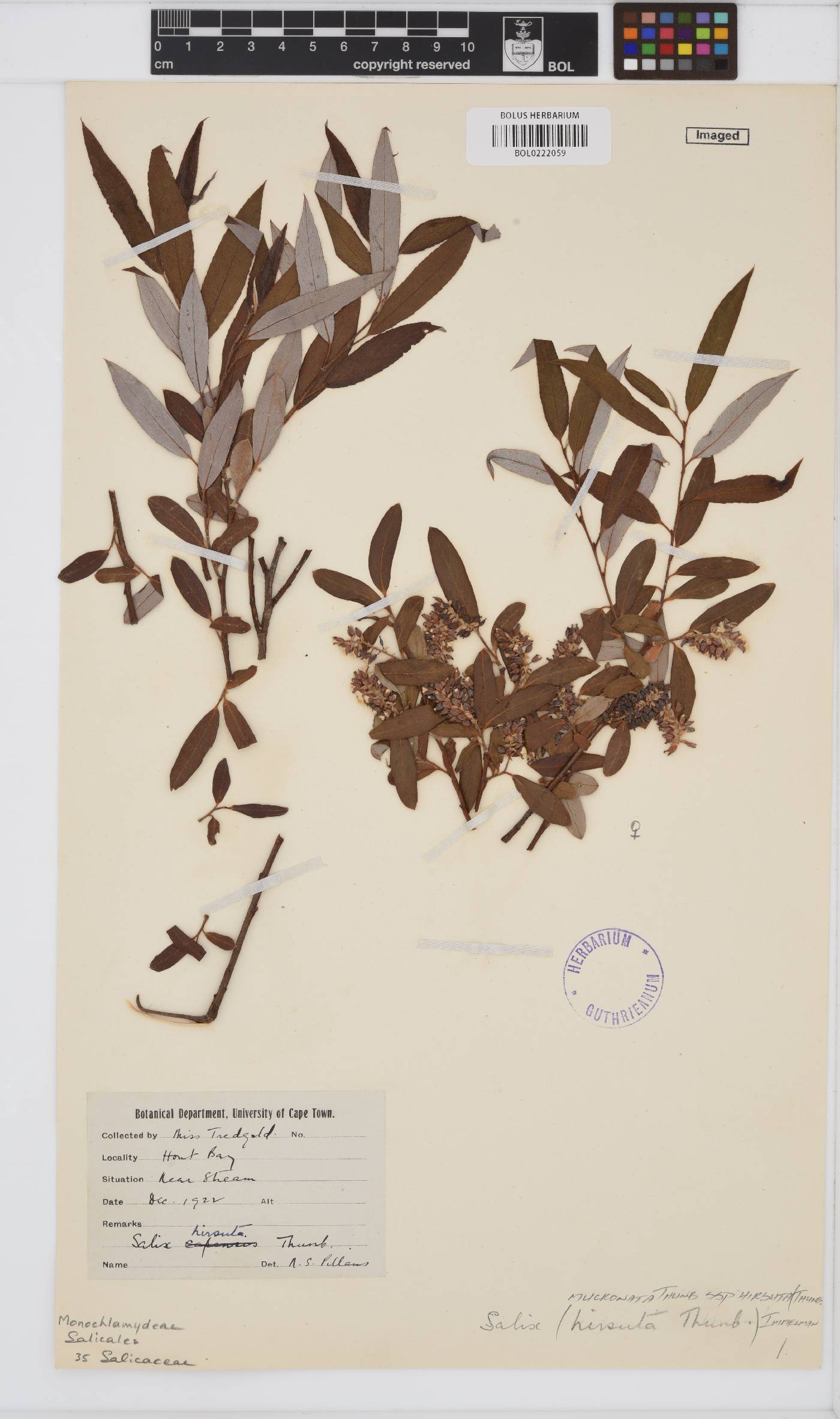 Salix mucronata subsp. hirsuta image