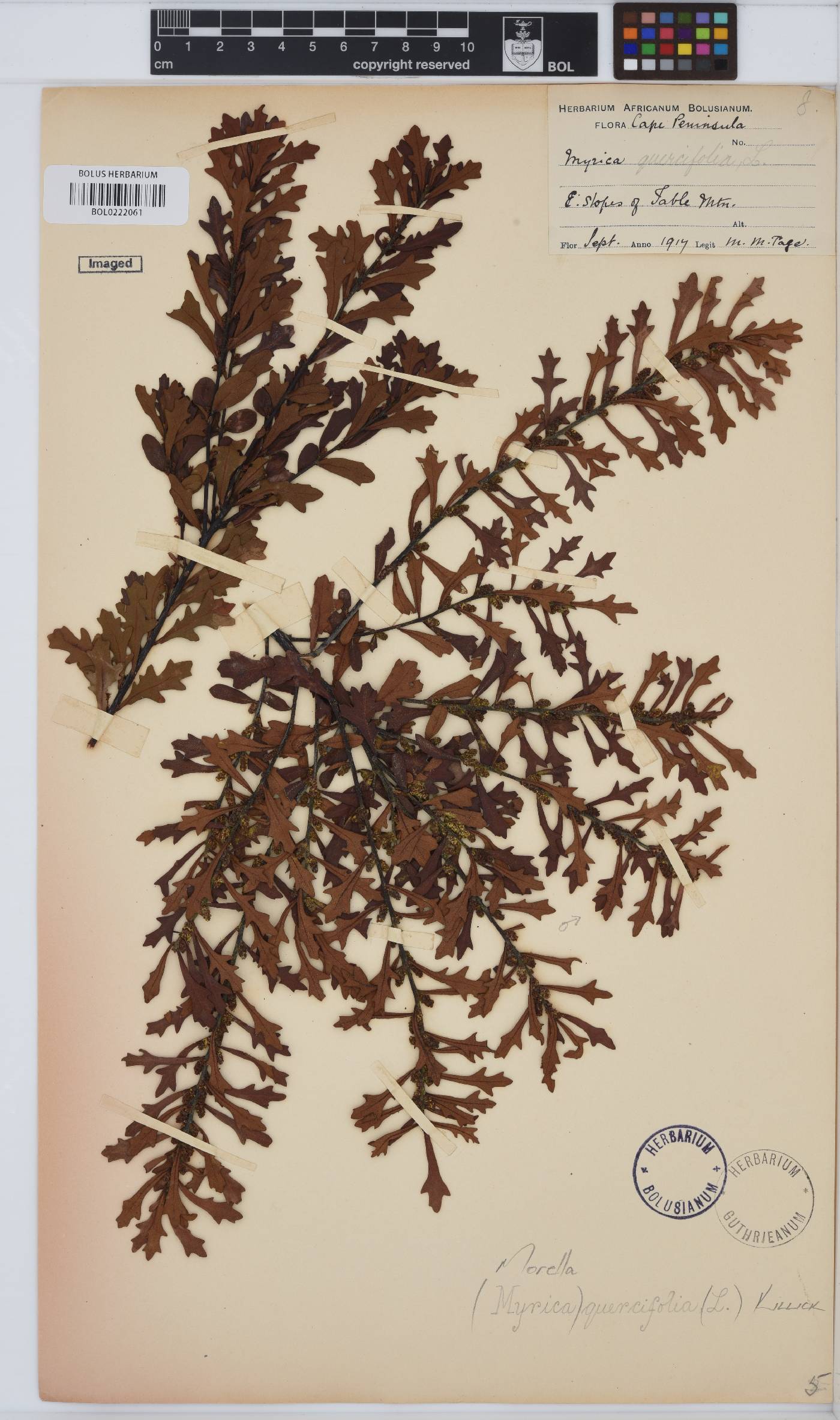 Morella quercifolia image