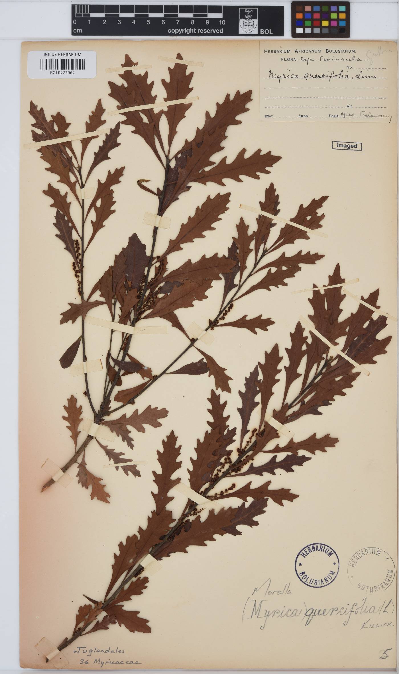Morella quercifolia image