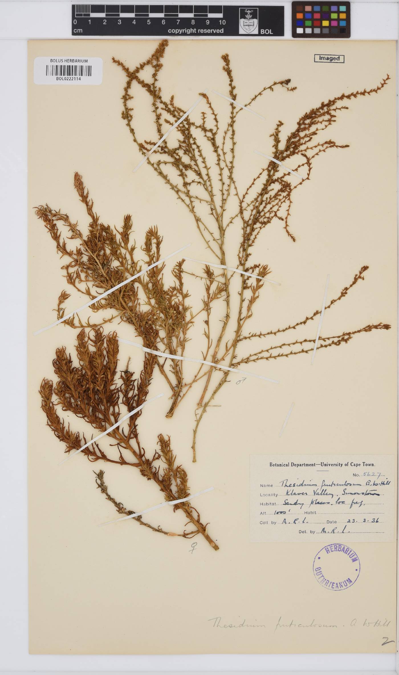 Thesium fruticulosum image