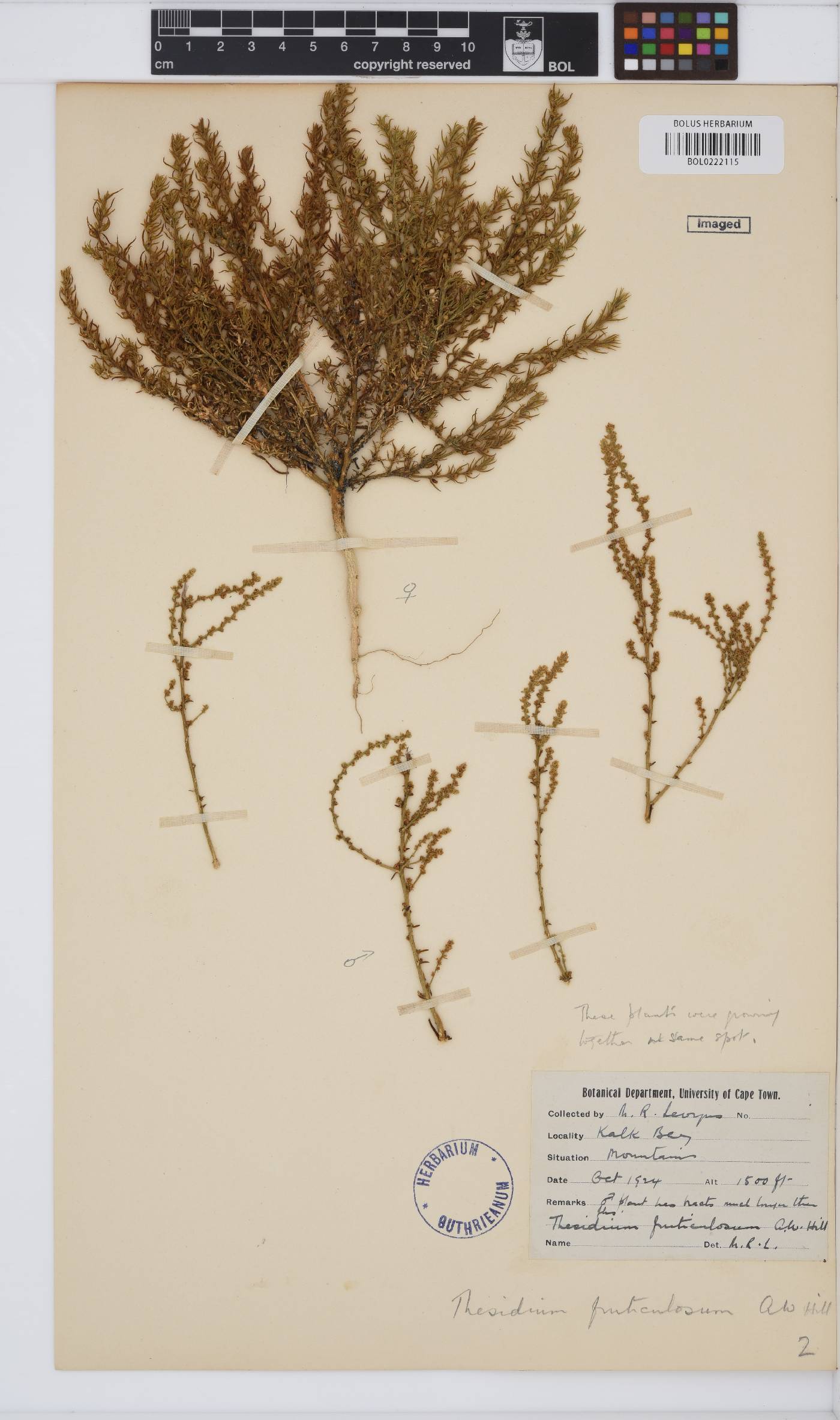 Thesium fruticulosum image