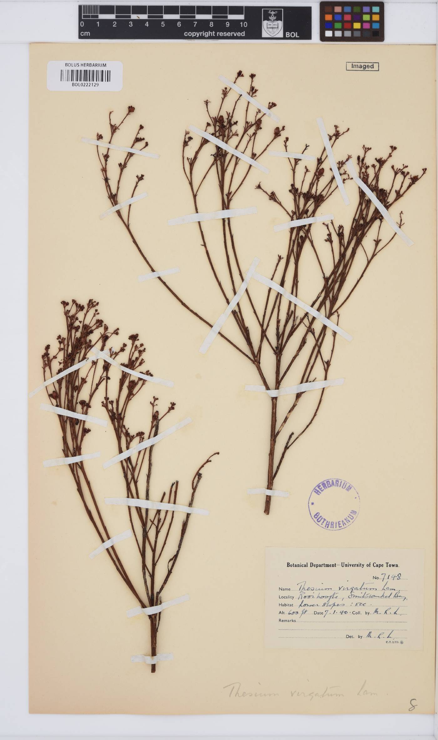 Thesium virgatum image