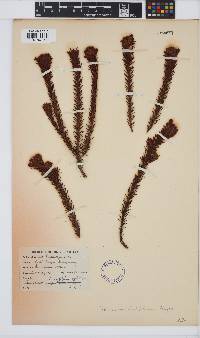 Thesium viridifolium image