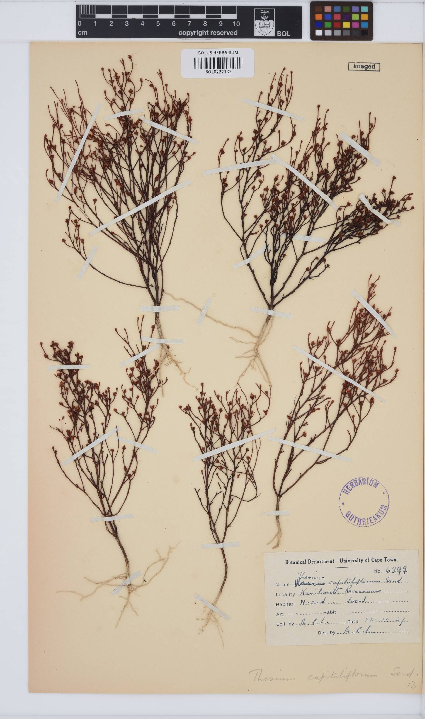 Thesium capituliflorum image