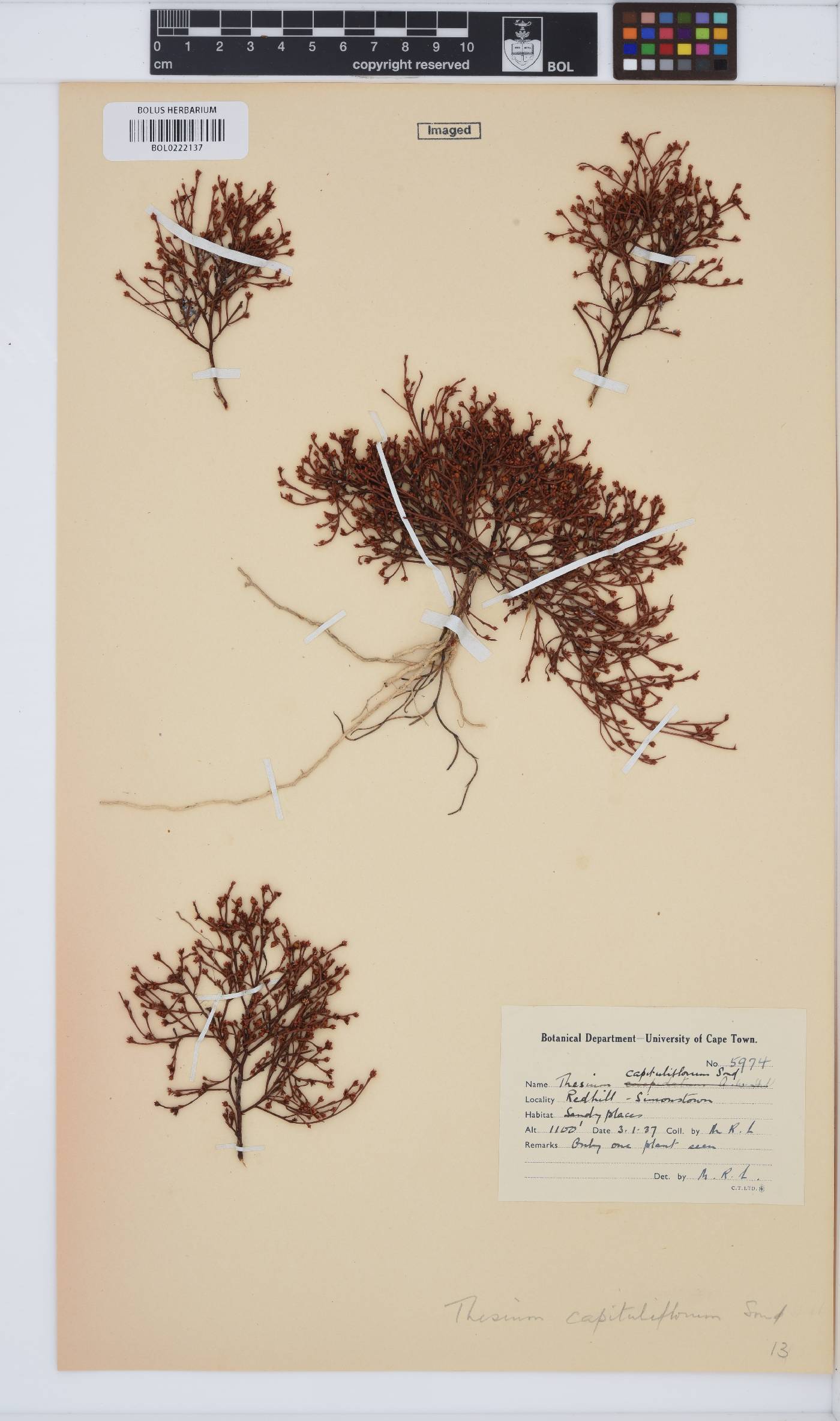 Thesium capituliflorum image