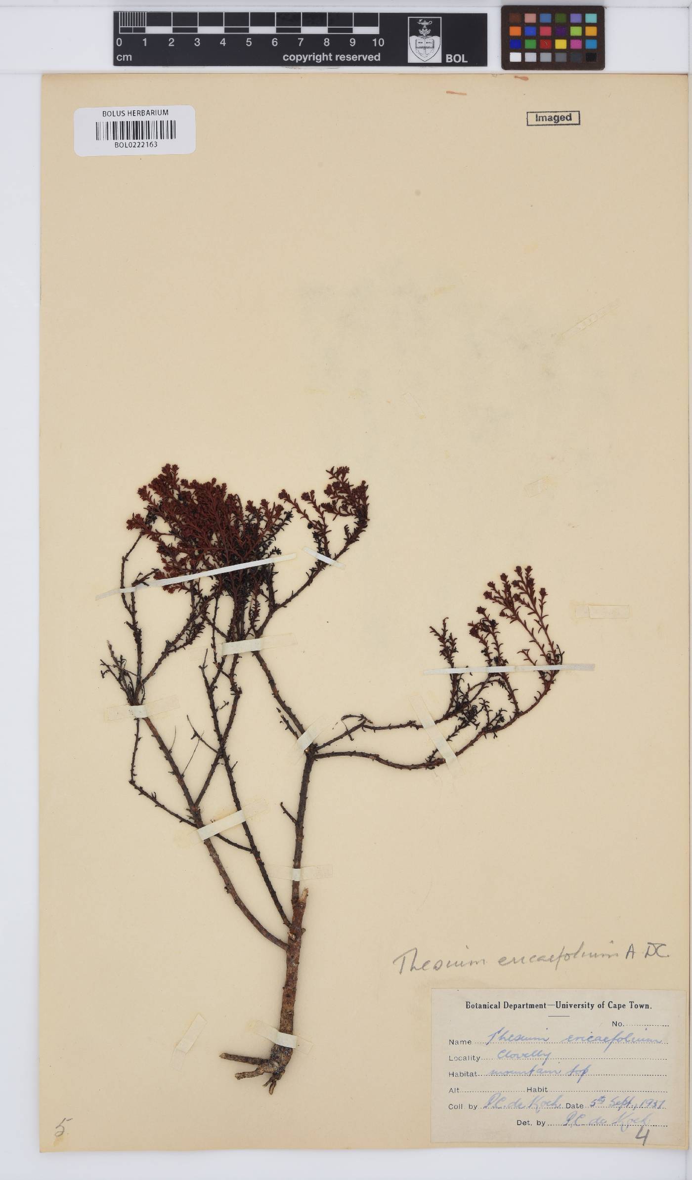 Thesium ericaefolium image