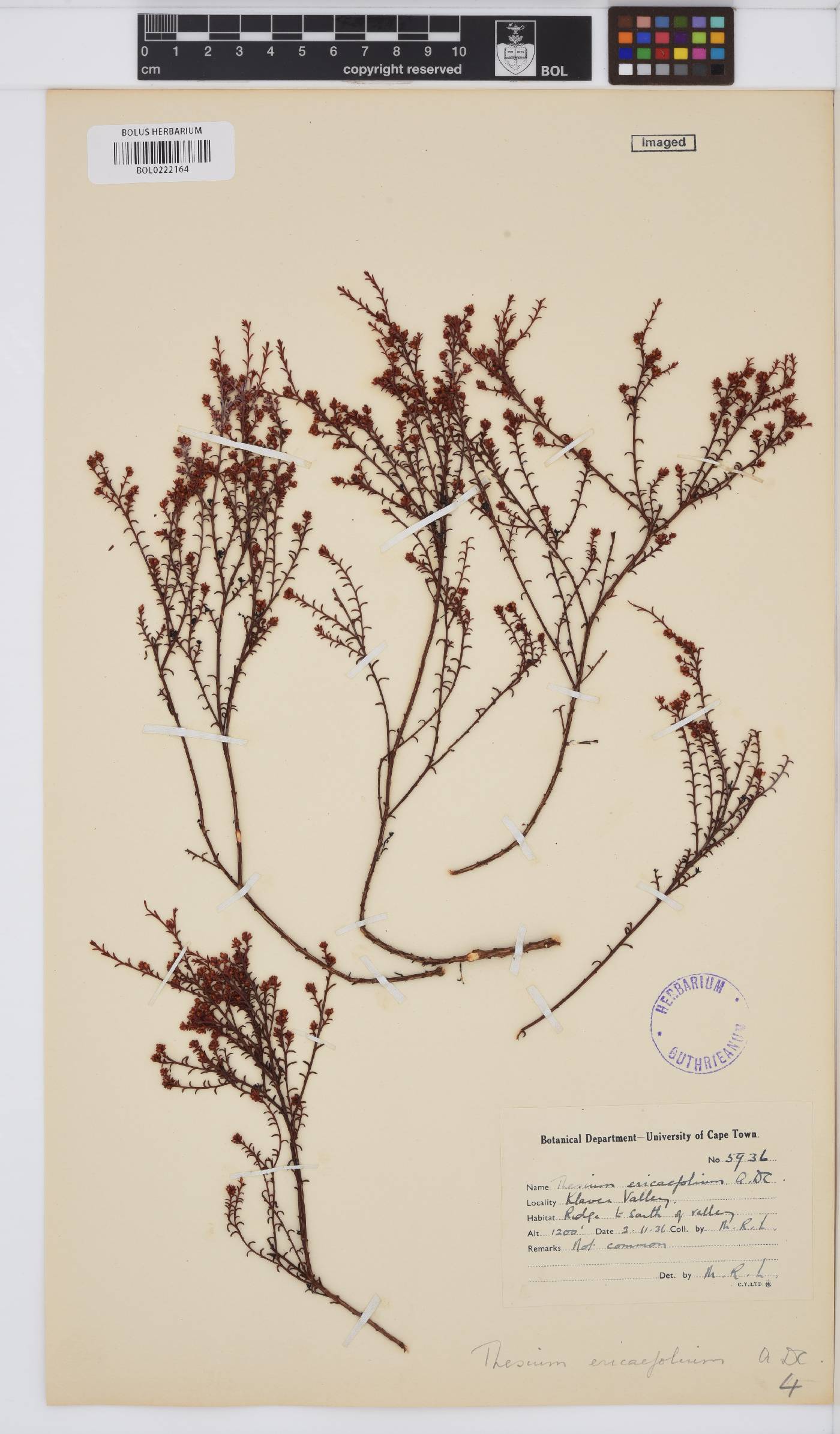 Thesium ericaefolium image
