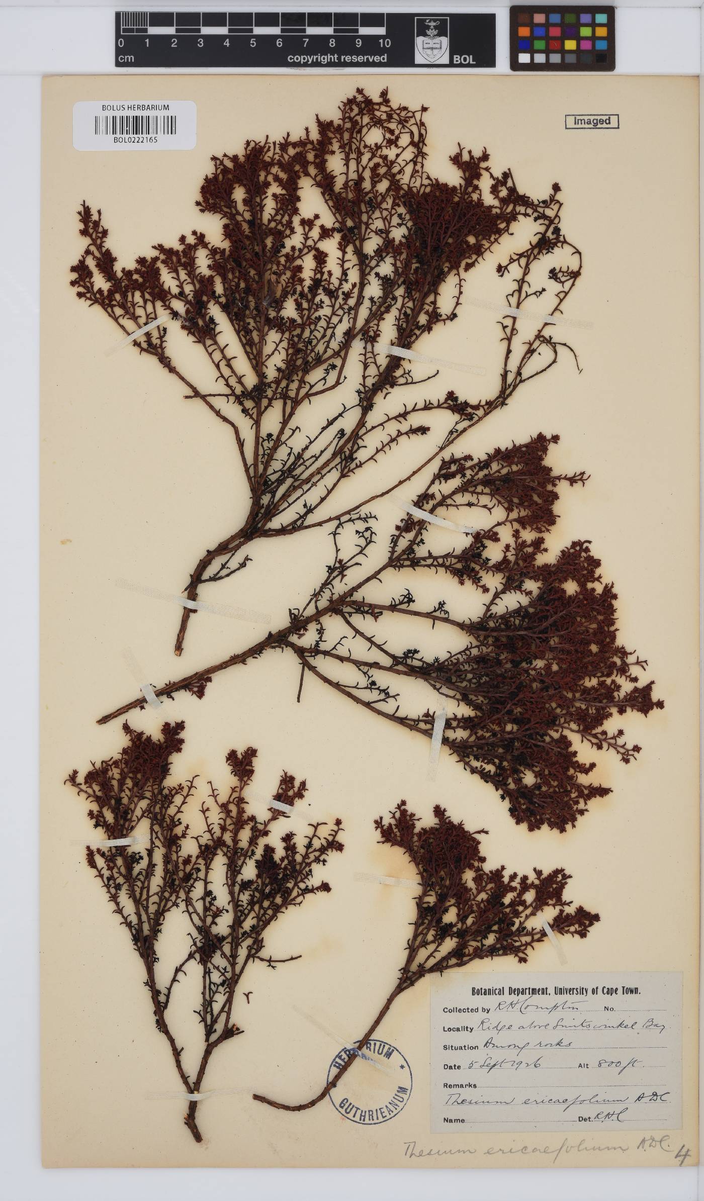 Thesium ericaefolium image
