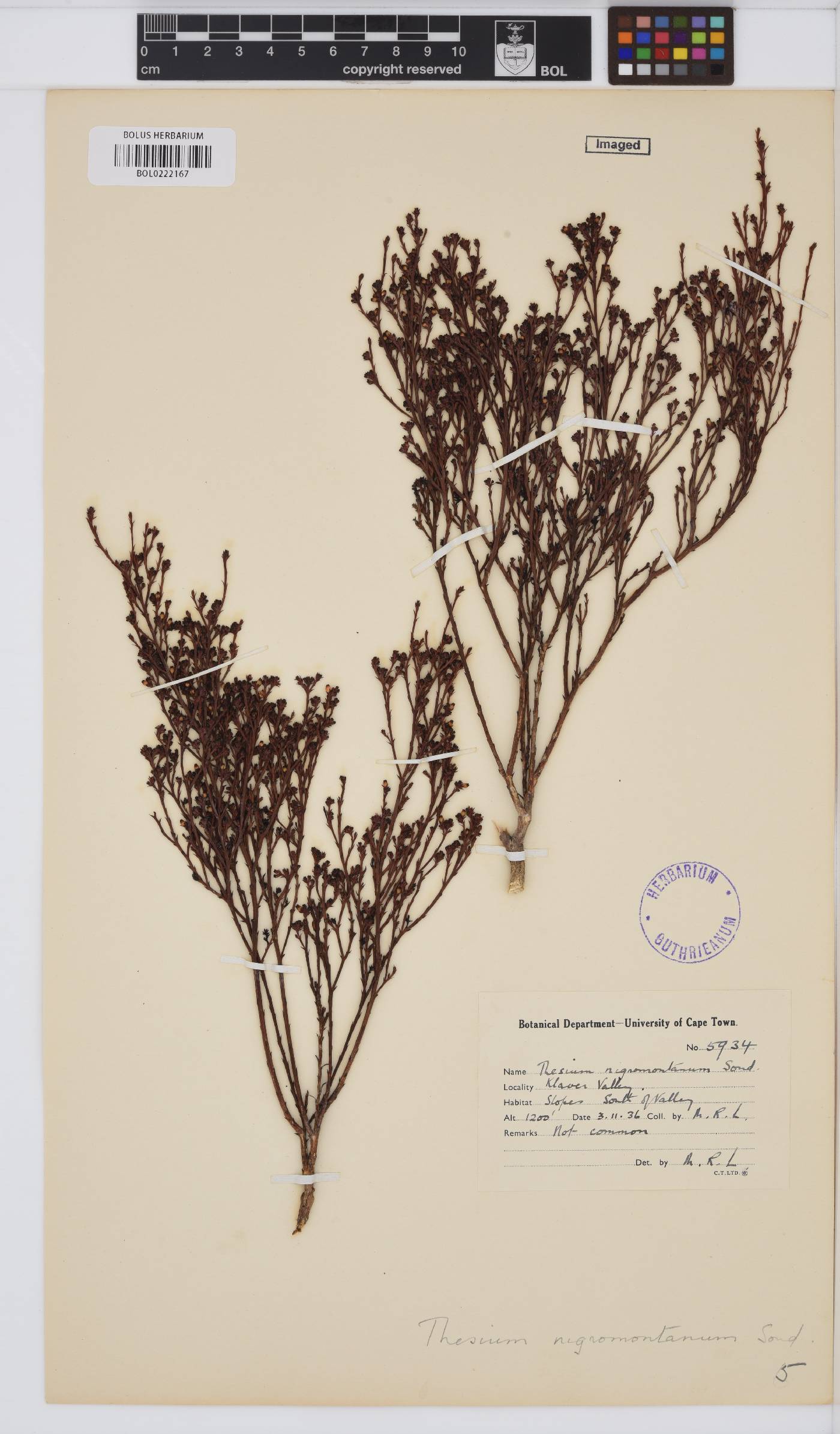 Thesium nigromontanum image