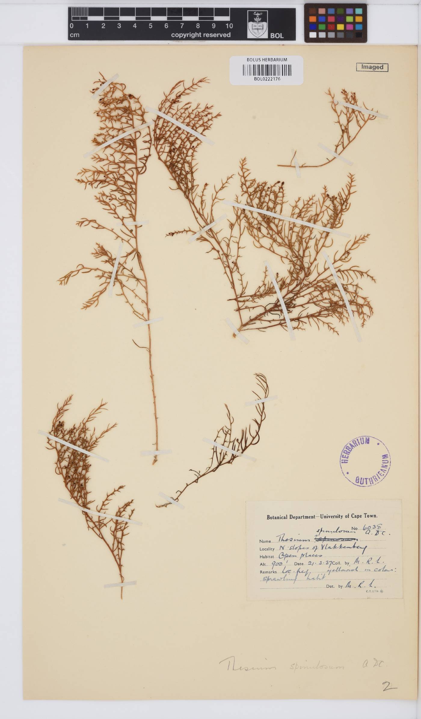 Thesium spinulosum image