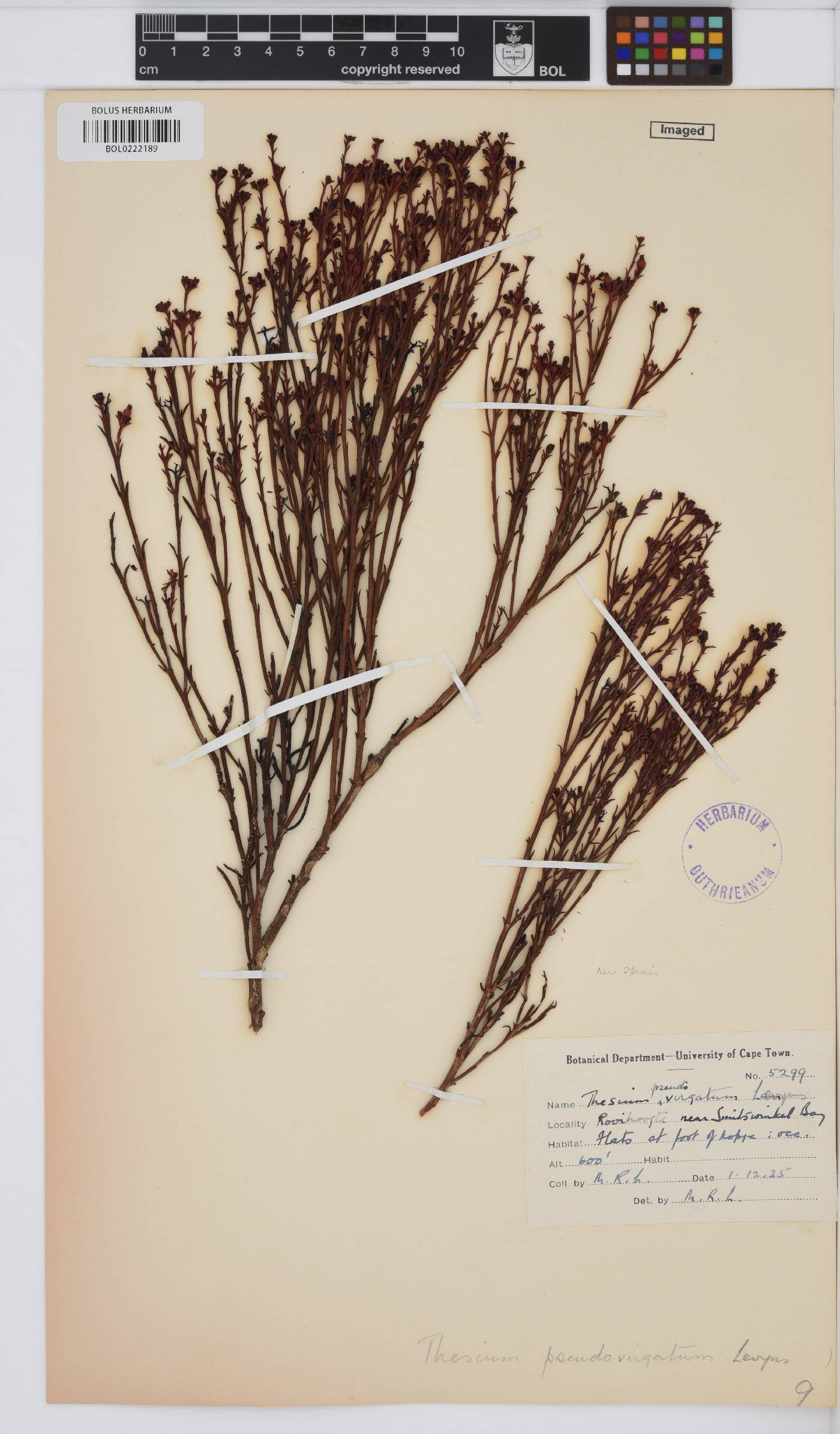 Thesium pseudovirgatum image