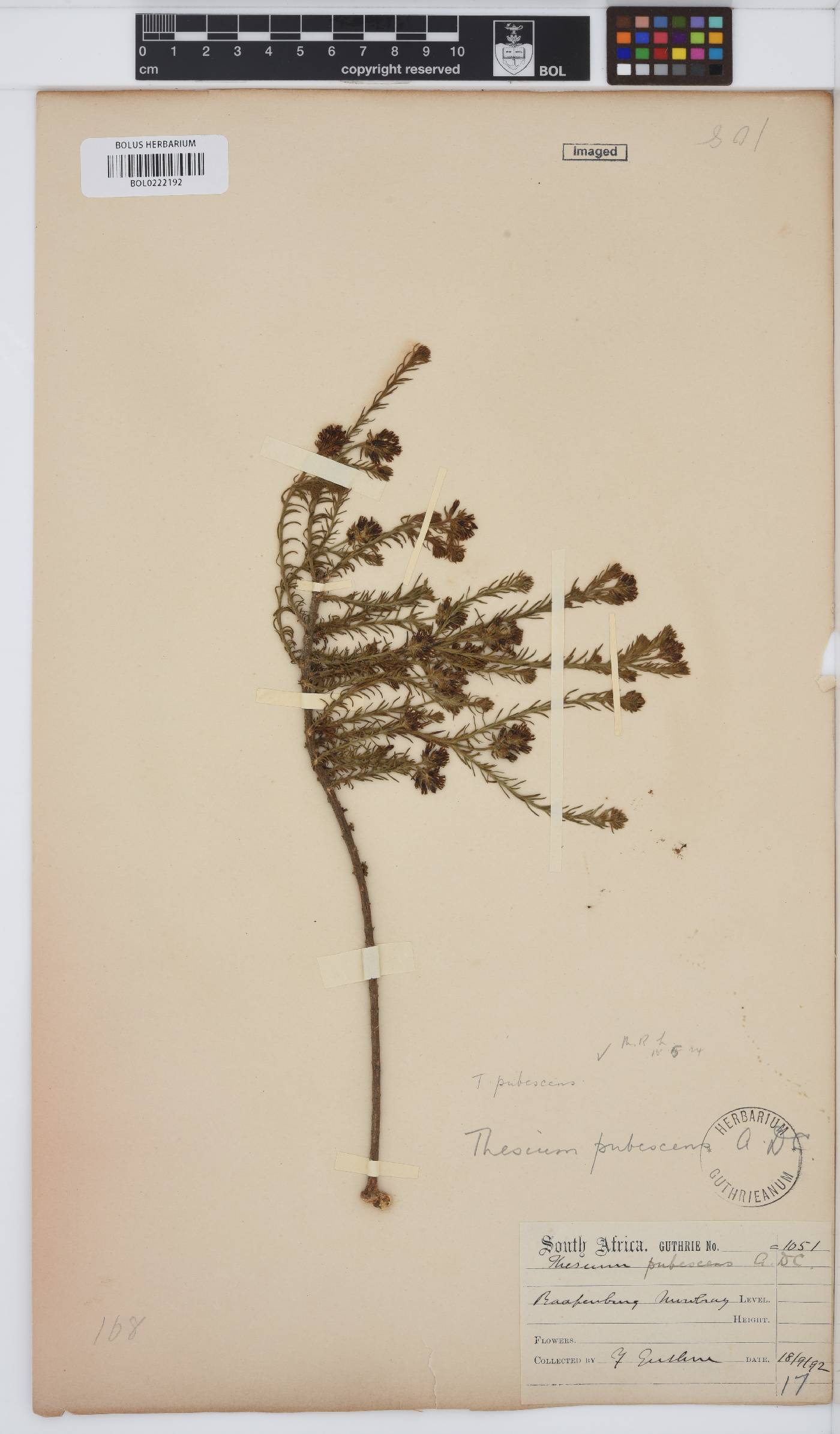 Thesium pubescens image