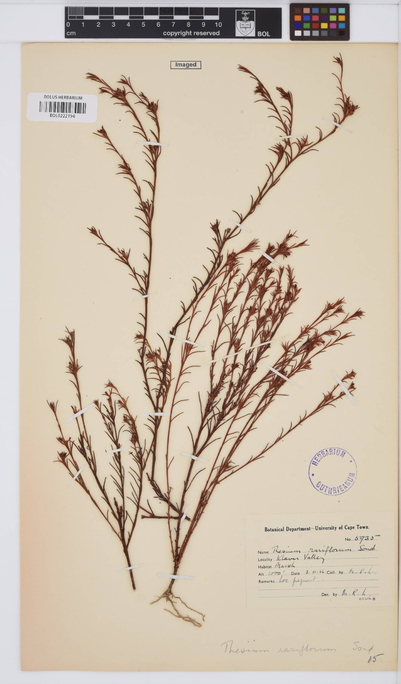 Thesium rariflorum image