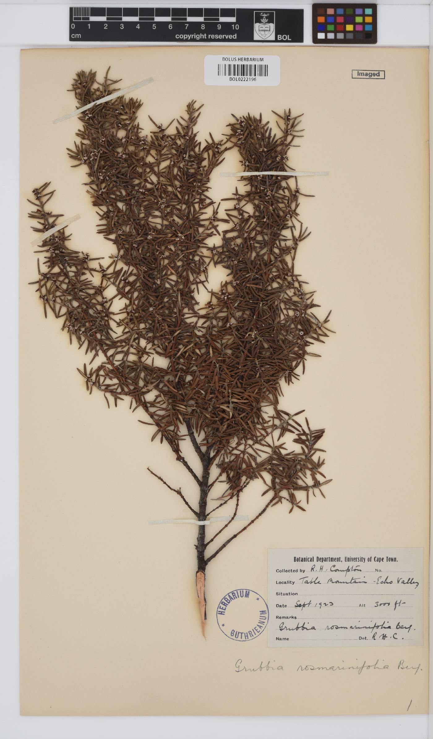 Grubbia rosmarinifolia subsp. rosmarinifolia image