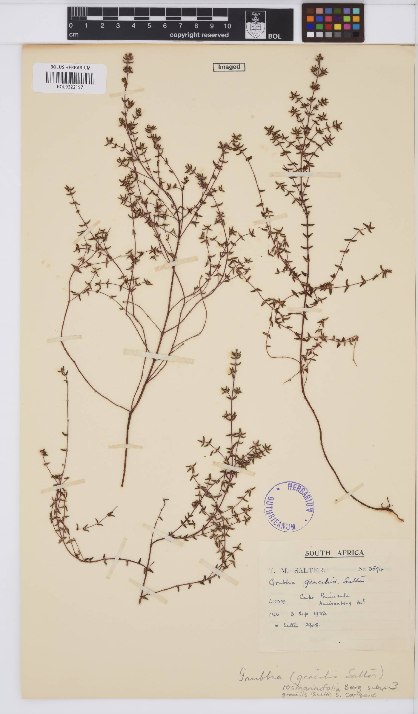 Grubbiaceae image