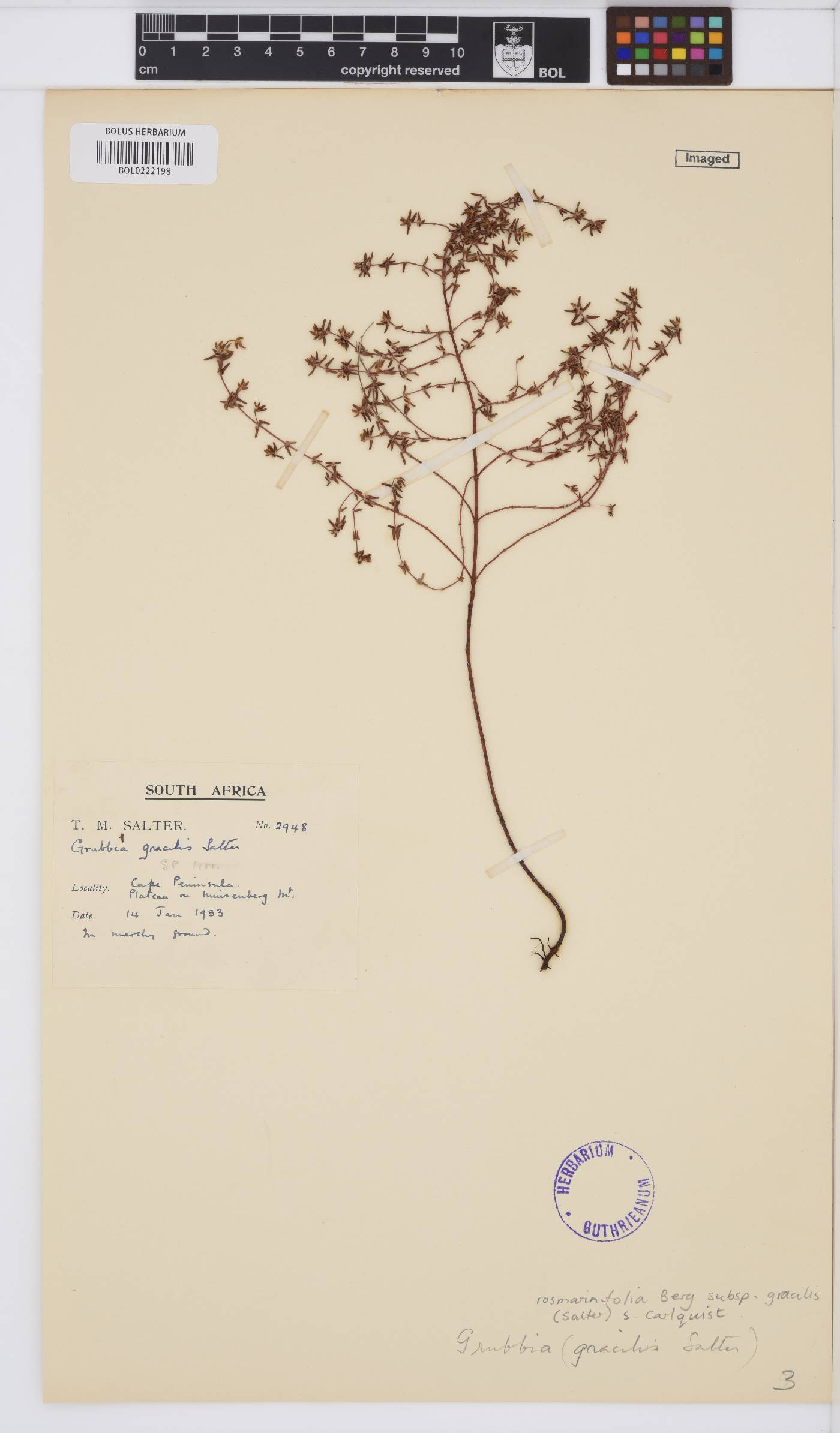 Grubbia rosmarinifolia subsp. gracilis image