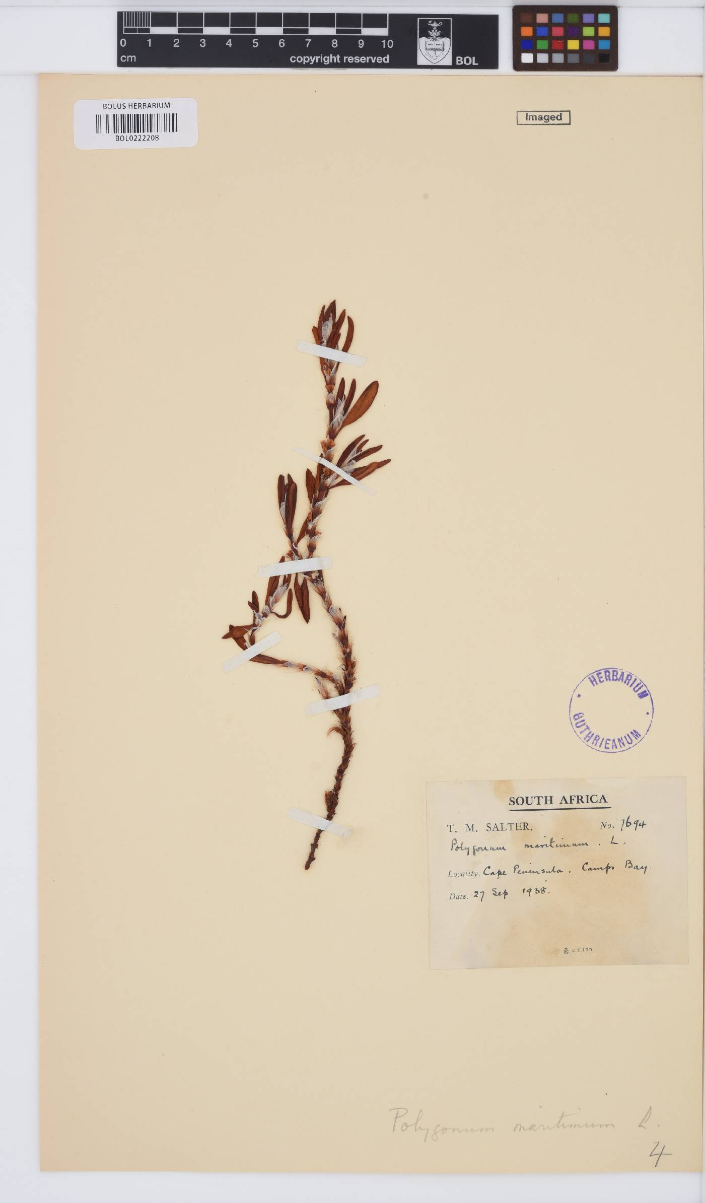 Polygonum maritimum image