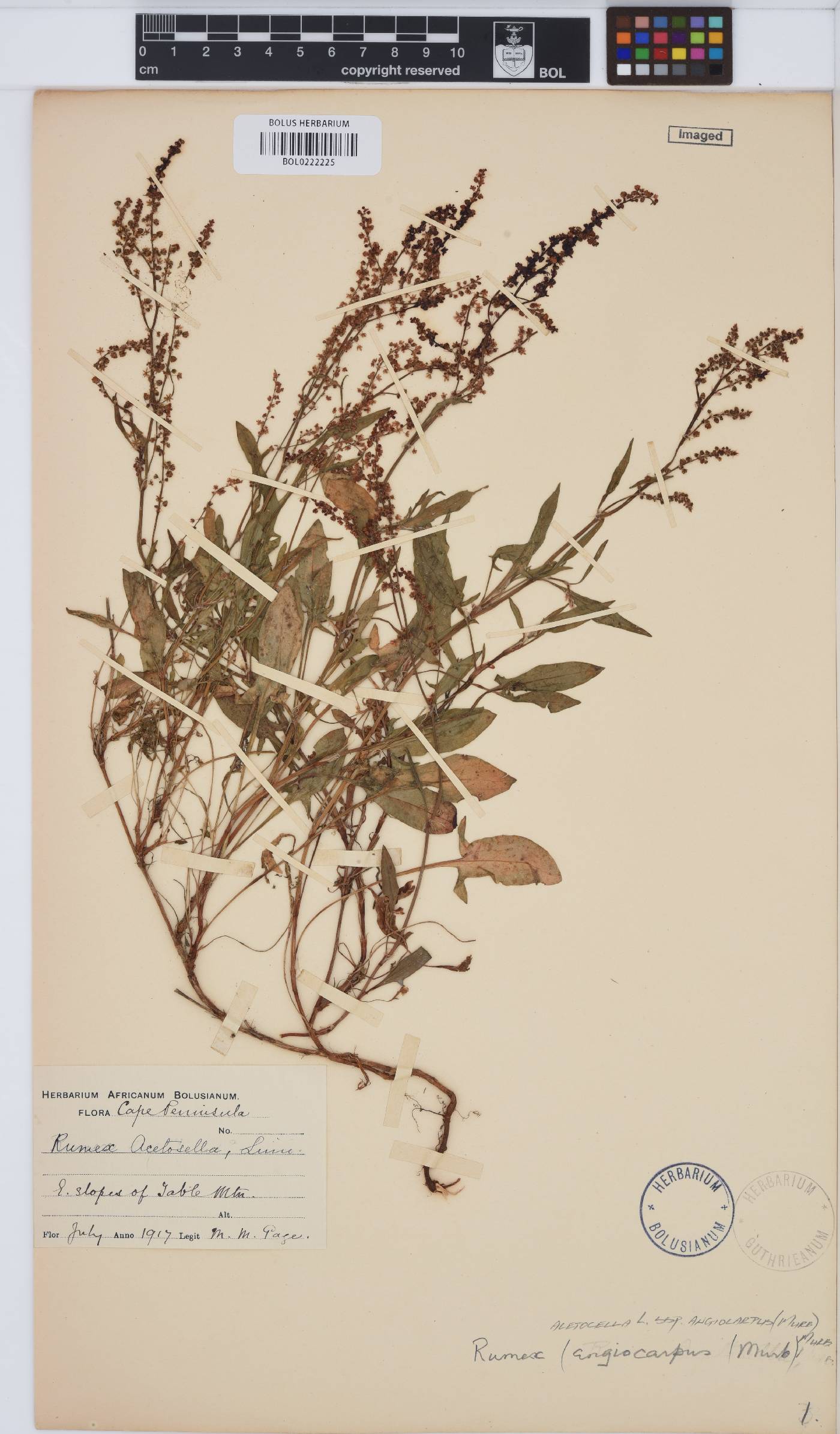 Rumex acetosella subsp. angiocarpus image