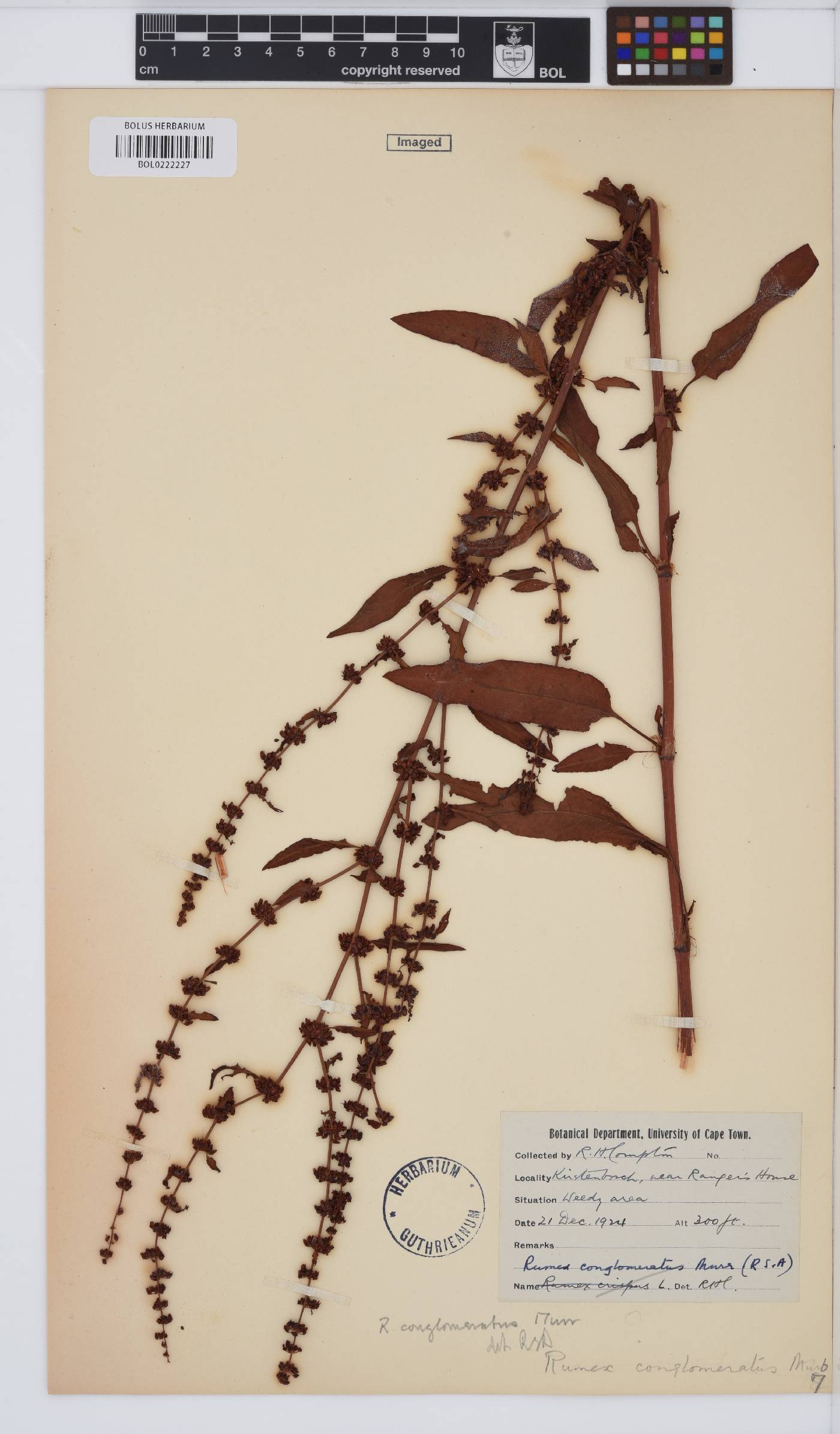 Rumex conglomeratus image