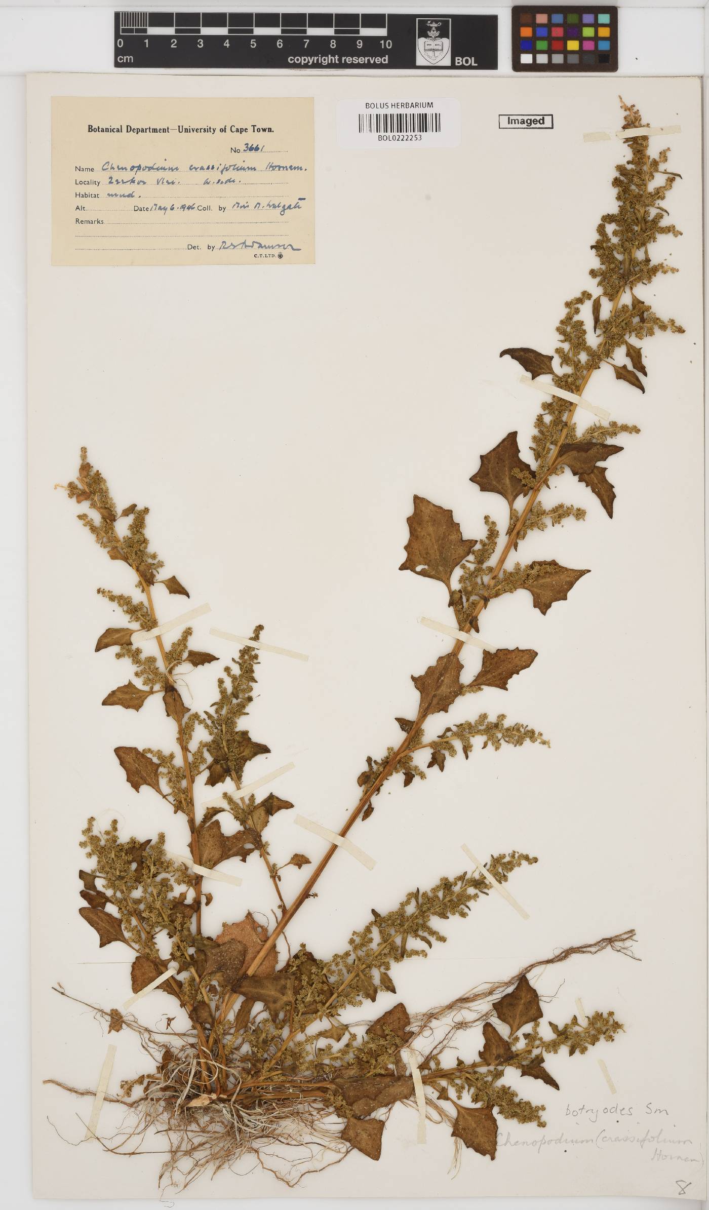 Chenopodium botryodes image
