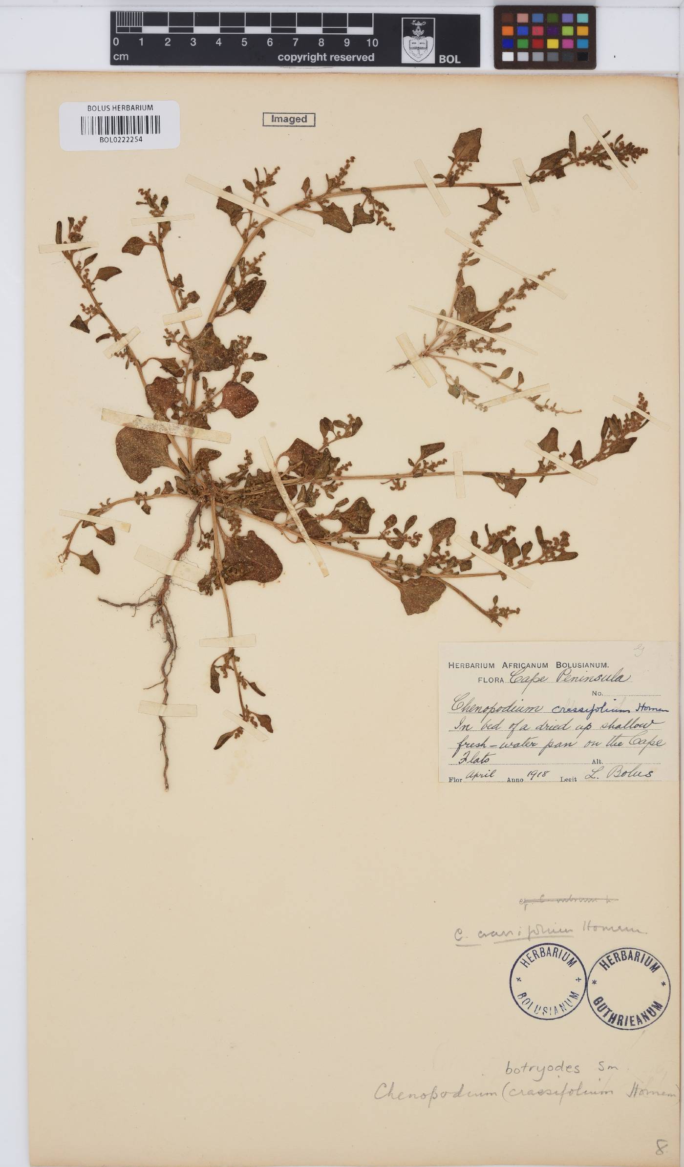 Chenopodium botryodes image