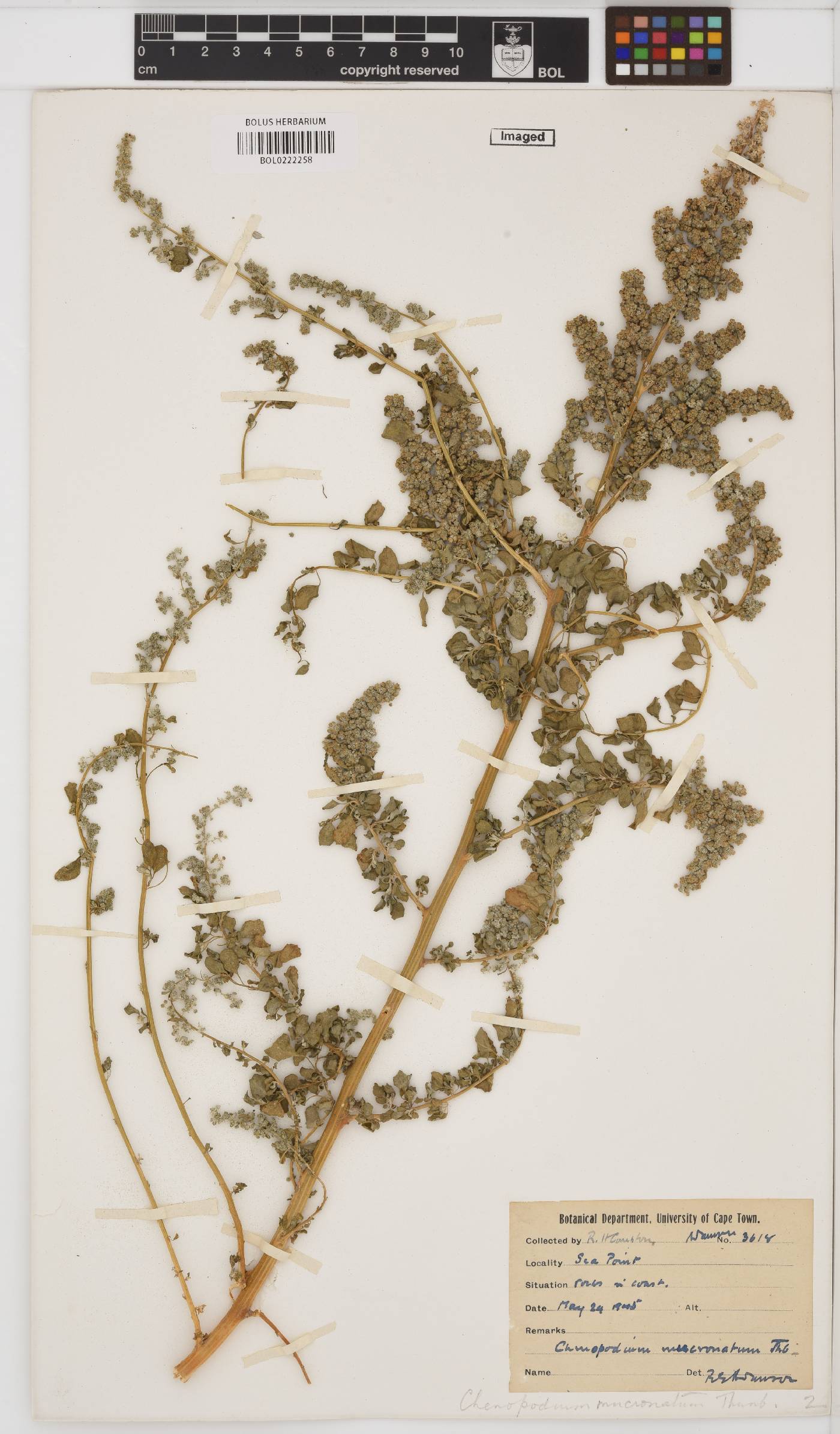 Chenopodium mucronatum image