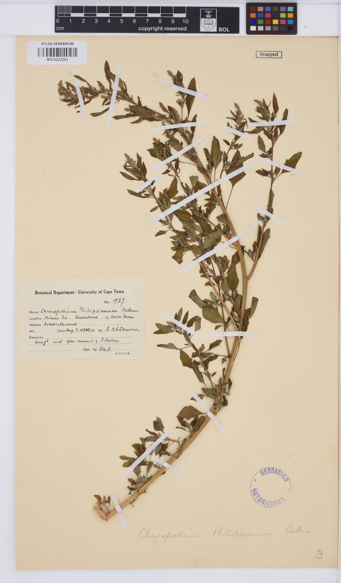 Chenopodium phillipsianum image