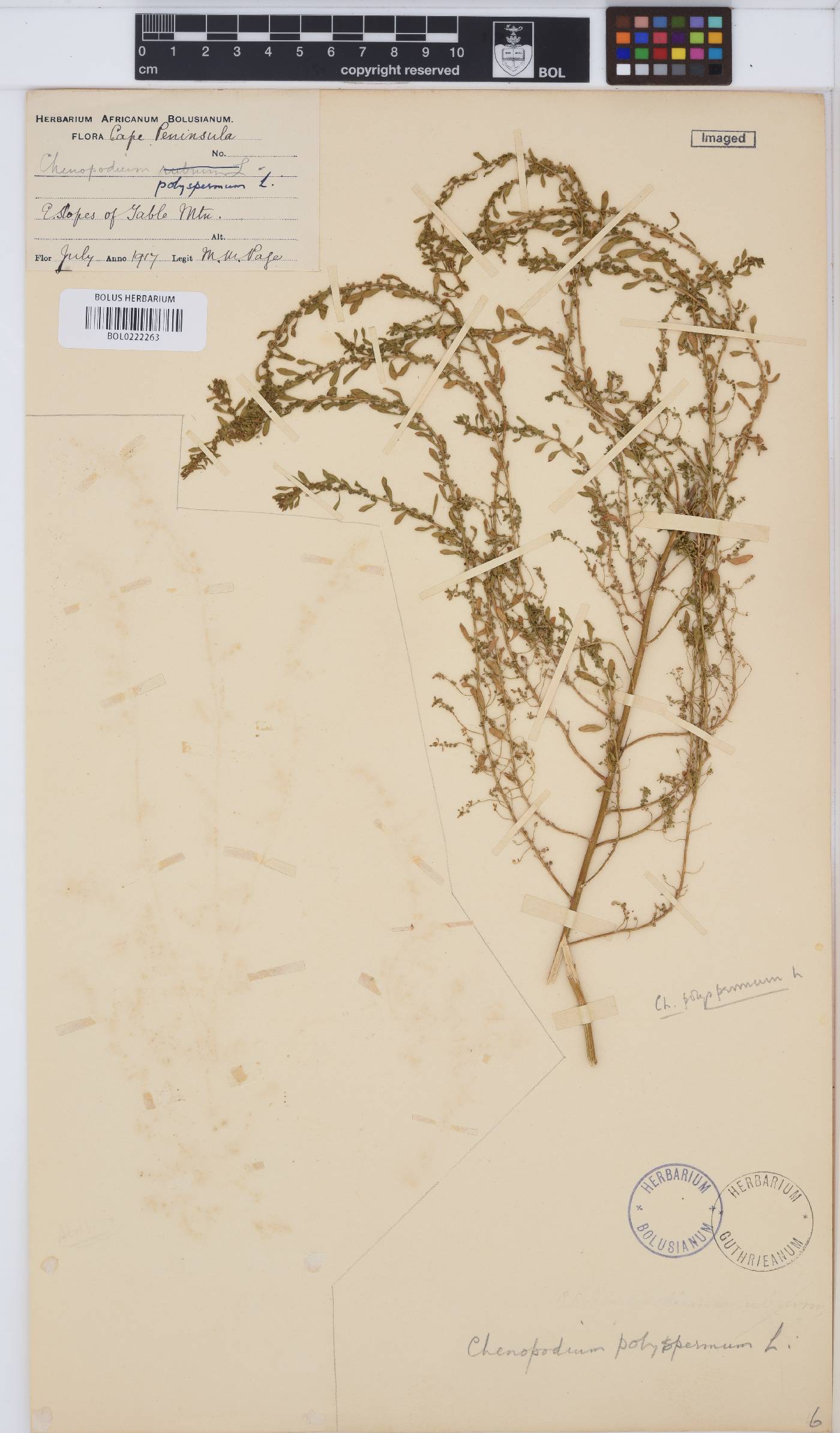 Chenopodium phillipsianum image